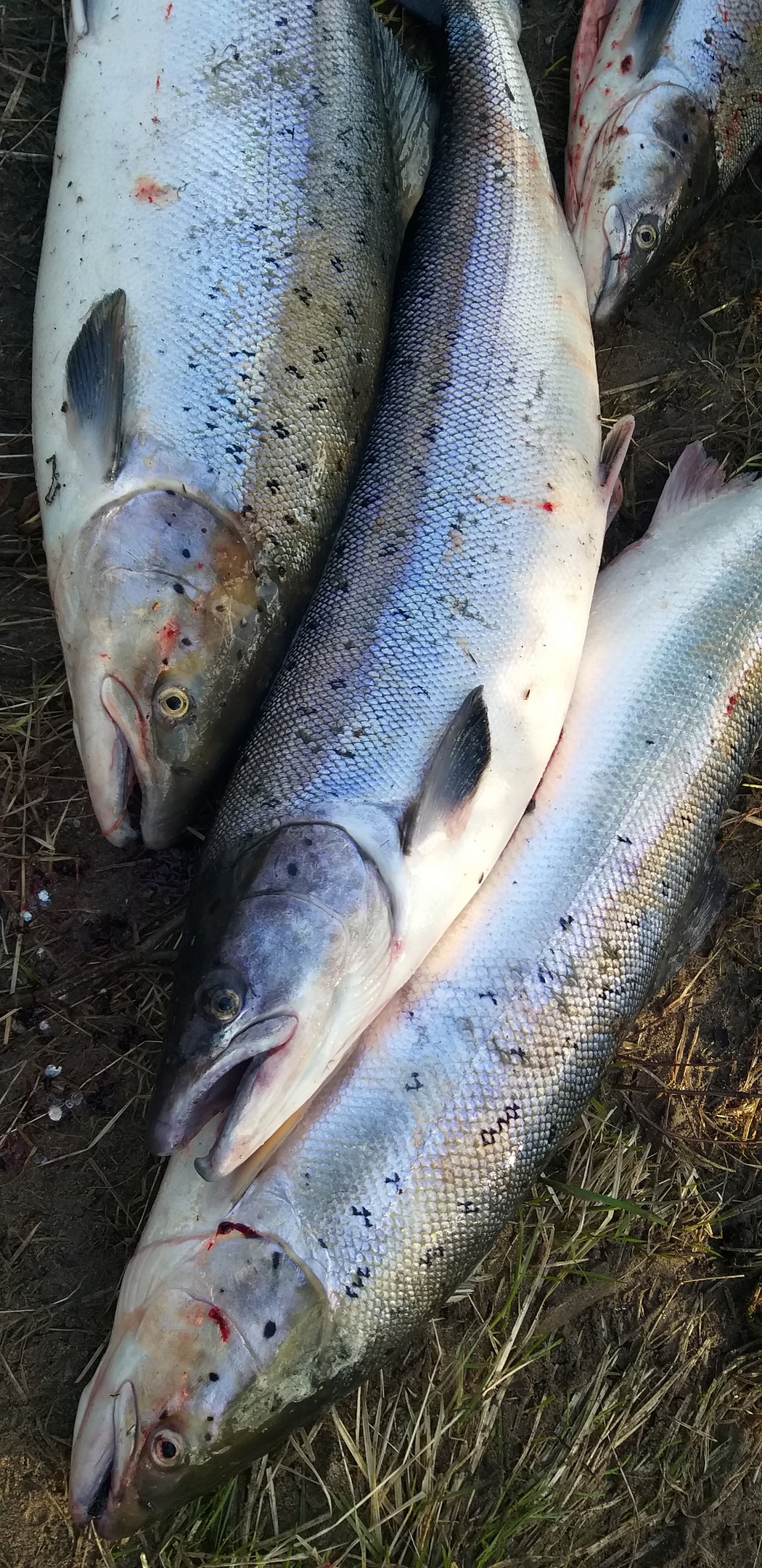 Трофеи Белого моря. Рыболовный тур по Терскому берегу (9/33)