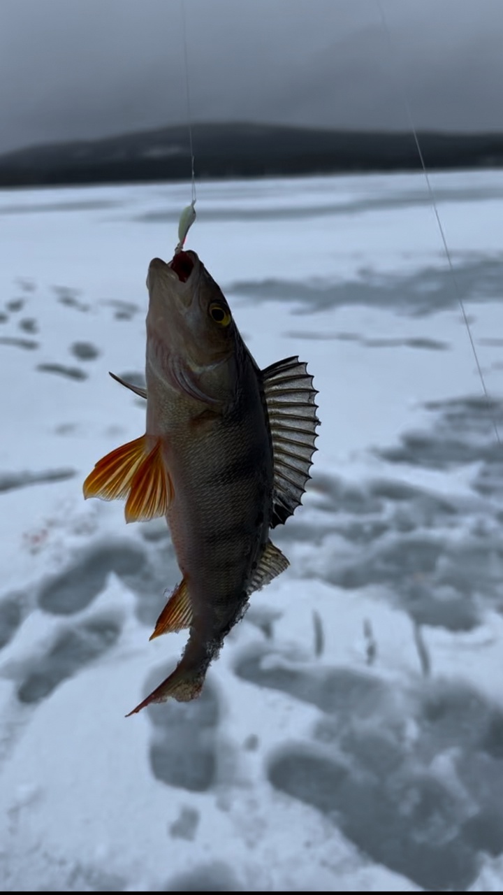 Трофеи Белого моря. Рыболовный тур по Терскому берегу (8/33)