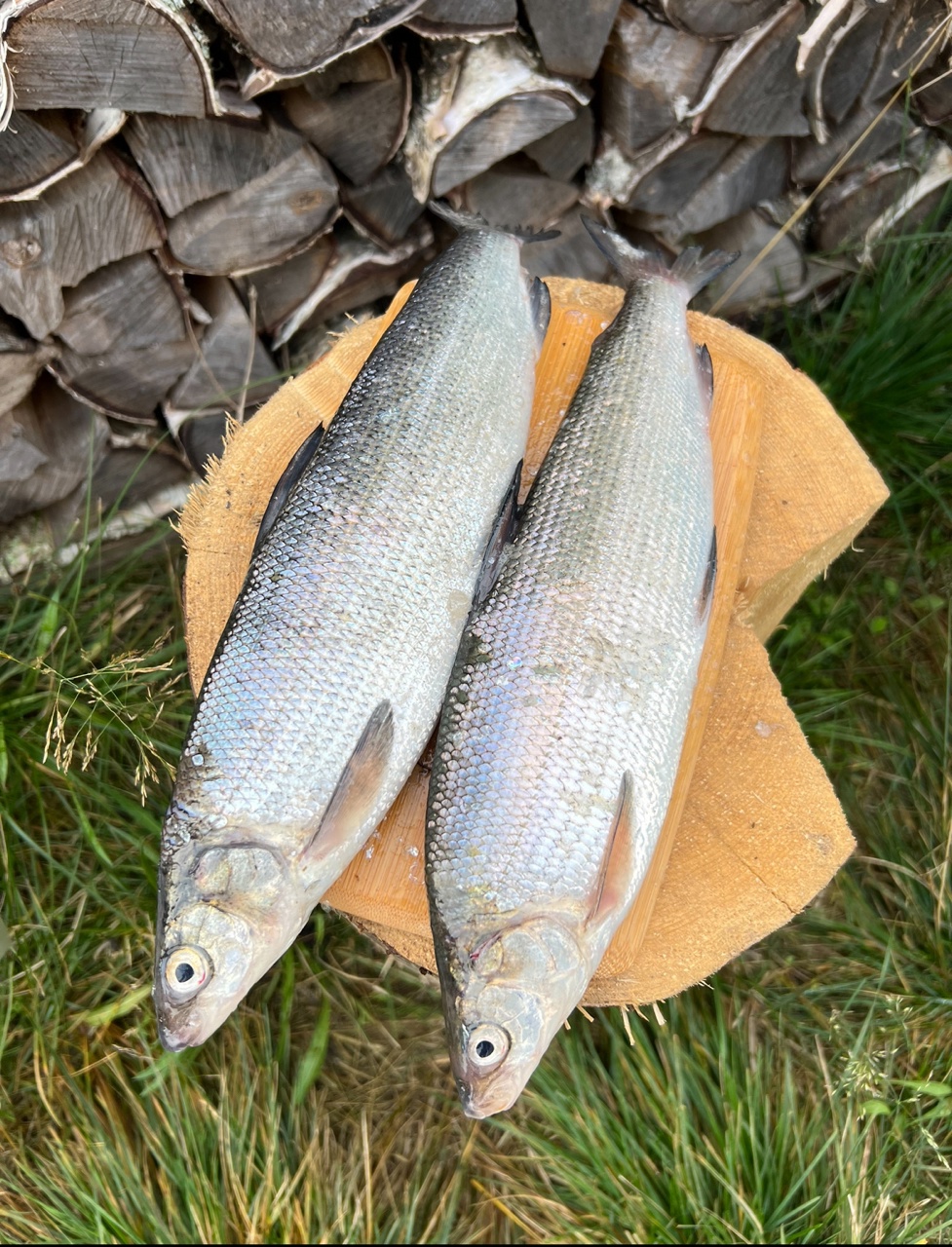 Трофеи Белого моря. Рыболовный тур по Терскому берегу (4/33)