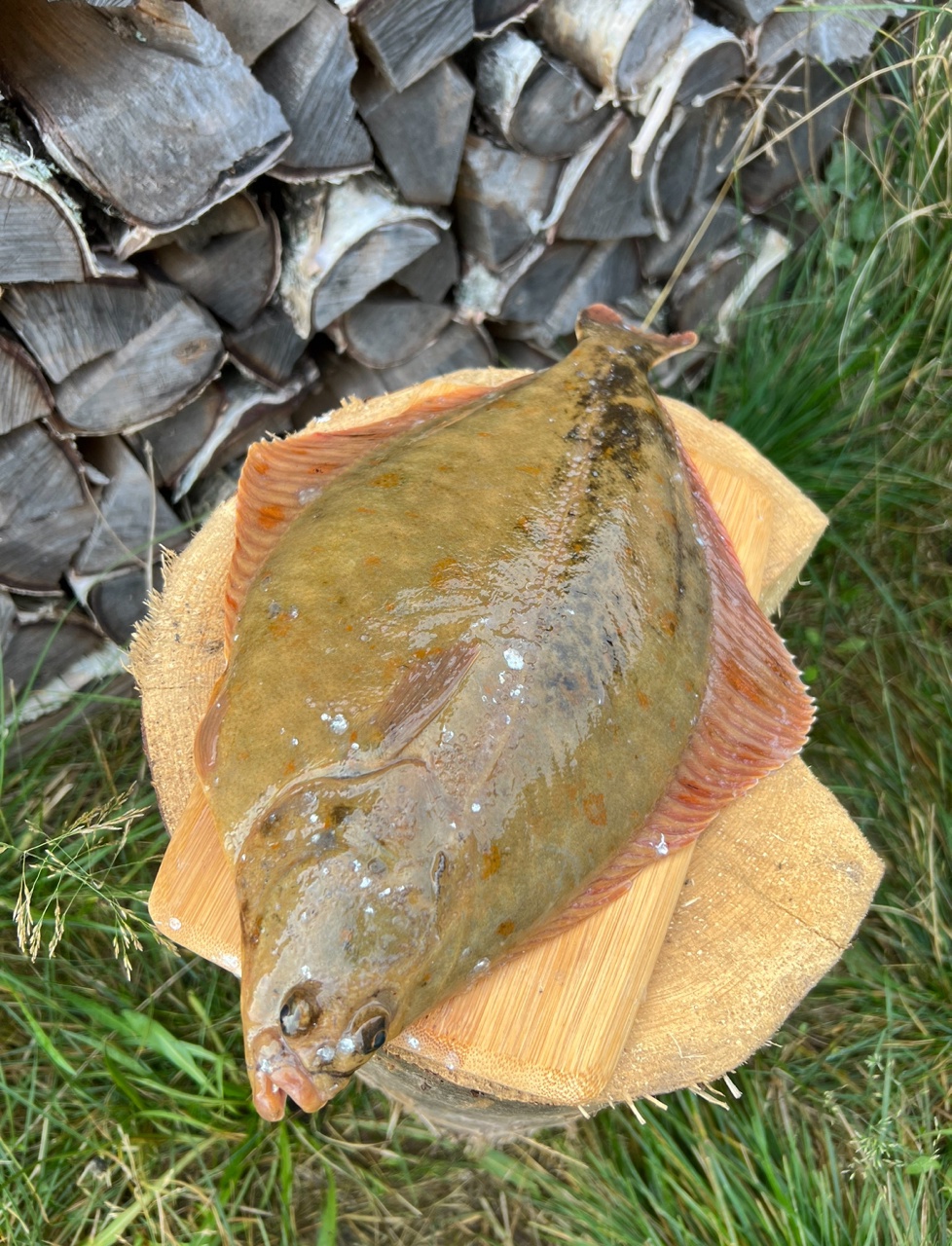 Трофеи Белого моря. Рыболовный тур по Терскому берегу (6/33)