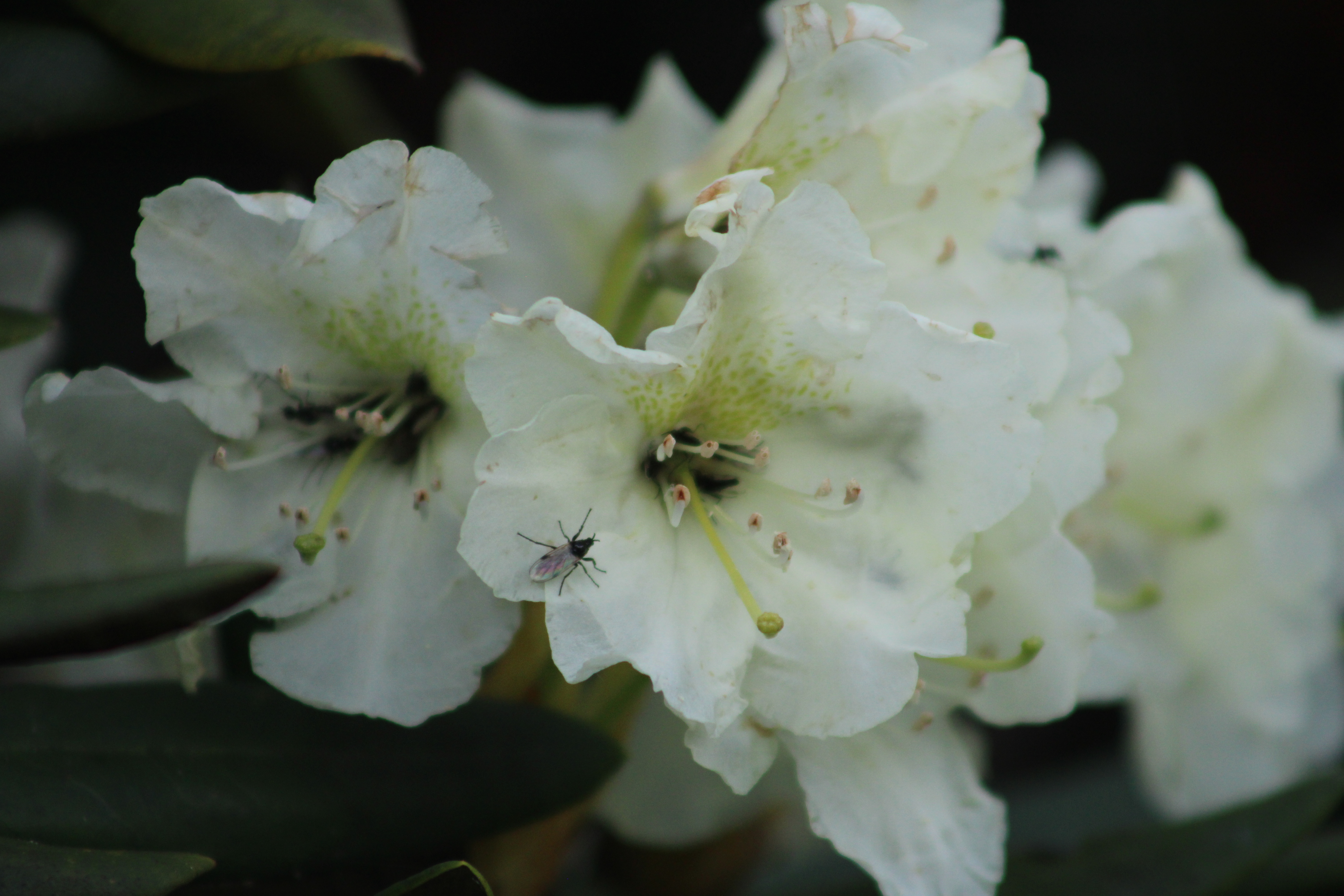 К цветущим рододендронам! (10/19)