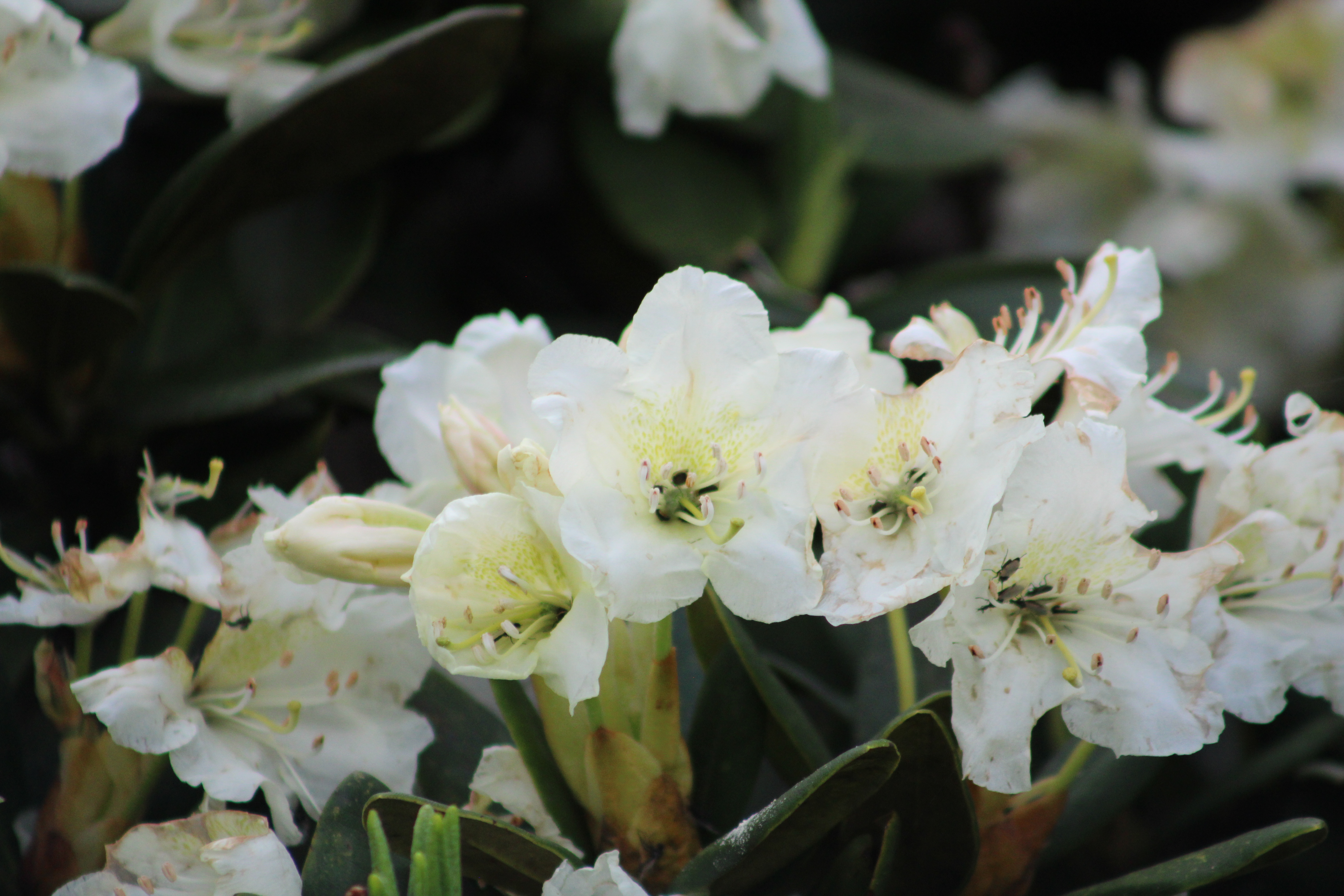 К цветущим рододендронам! (11/19)