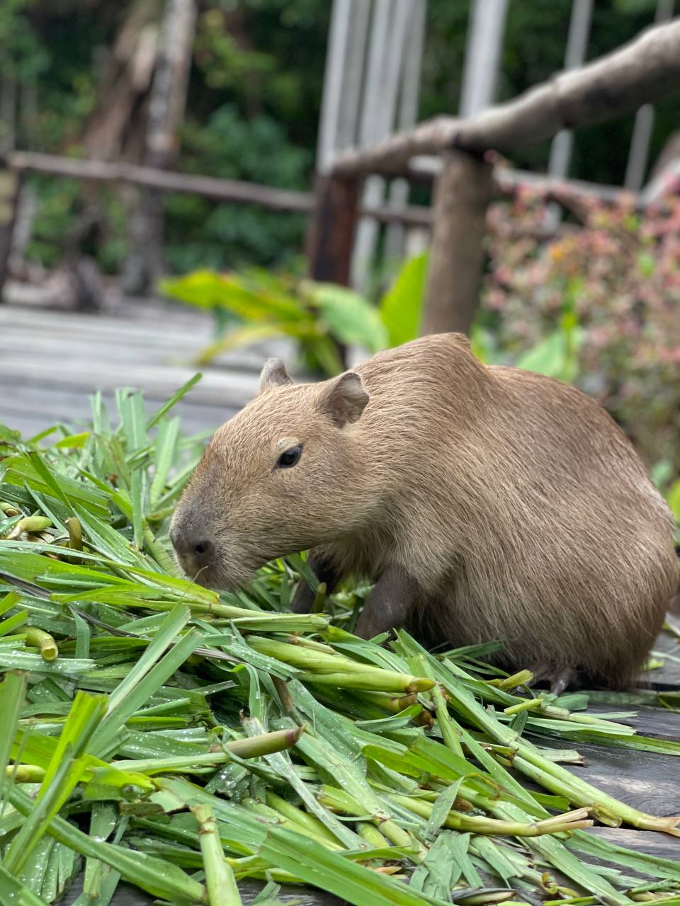 Венесуэла - большое путешествие в затерянные миры (индивидуально) (20/51)