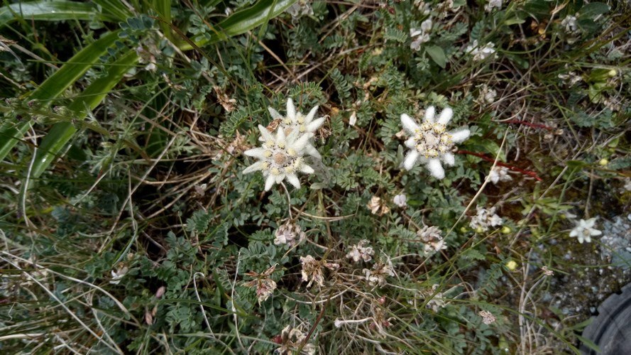 К подножью Белухи и Кучерлинскому озеру (10/43)