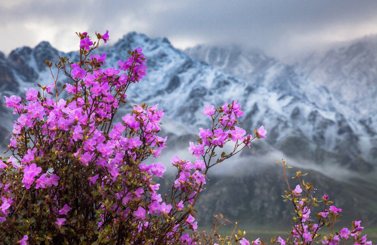 Алтай. Пробуждение