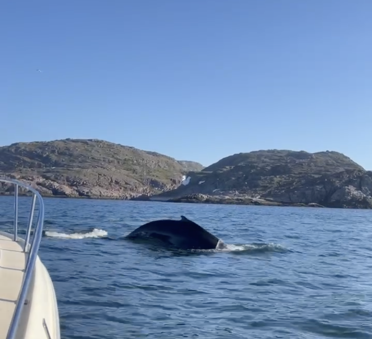 Увидеть все: киты, Териберка, морепродукты (12/24)