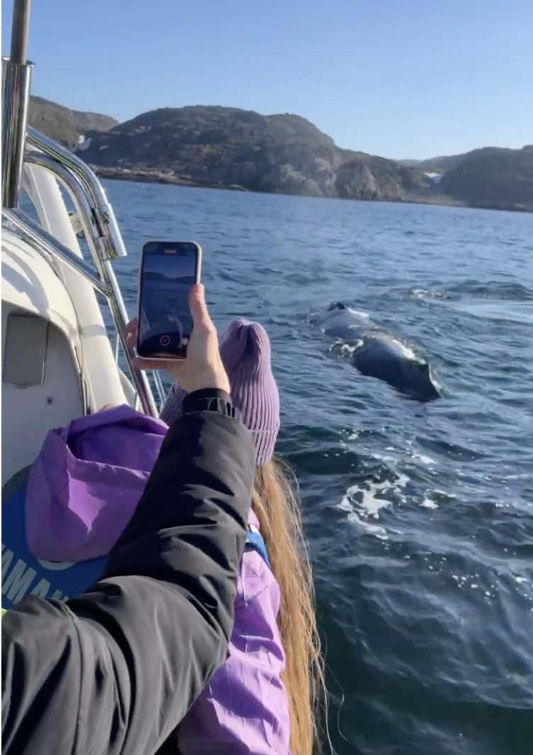 Увидеть все: киты, Териберка, морепродукты (11/24)