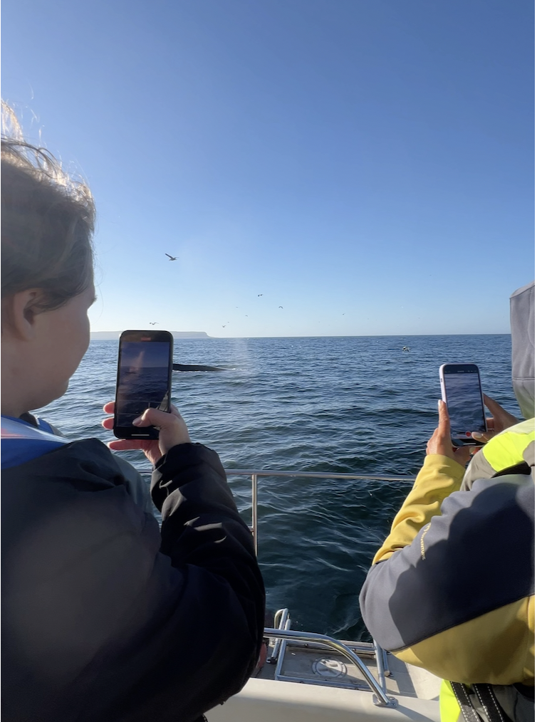 Увидеть все: киты, Териберка, морепродукты