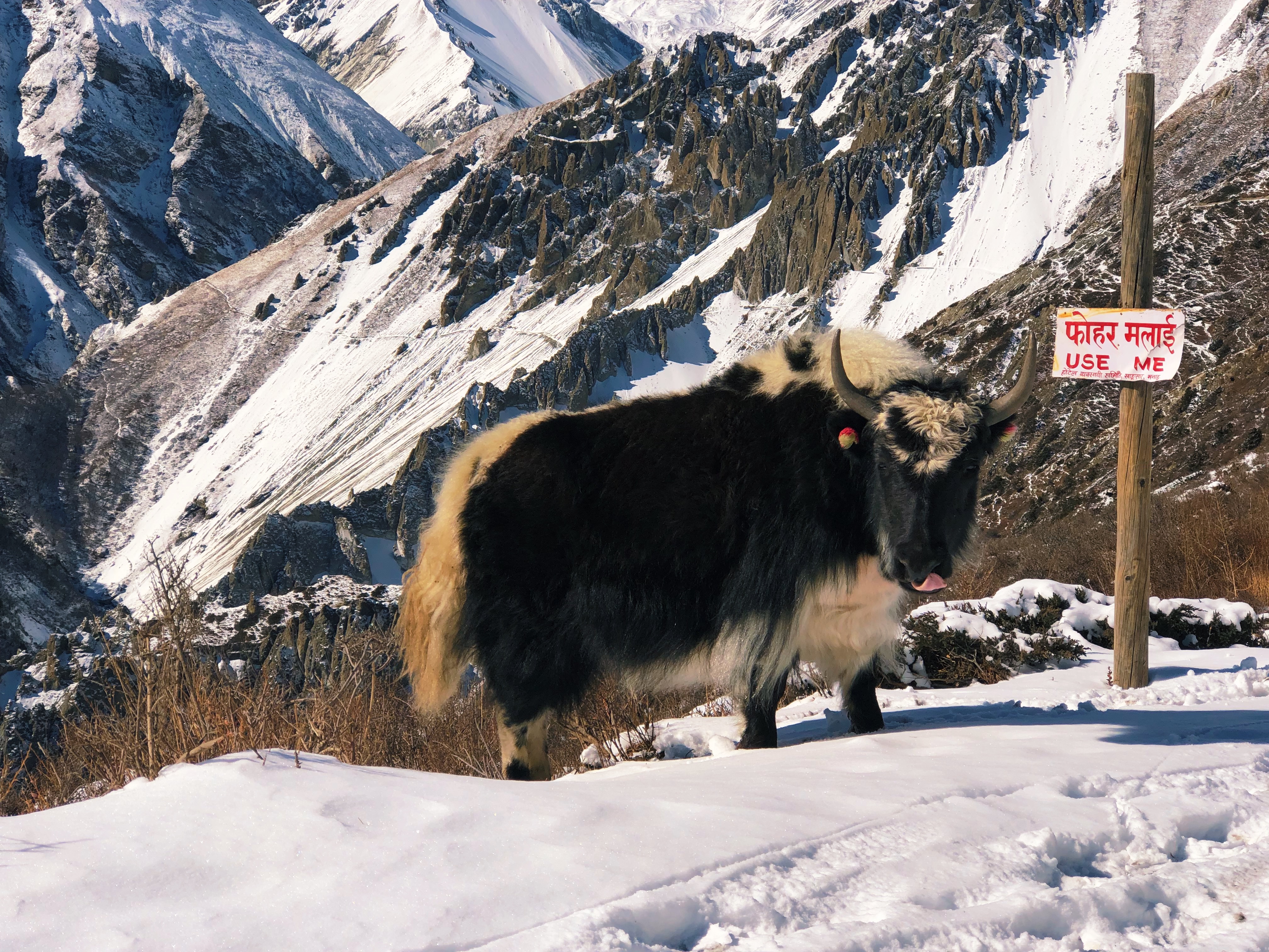 Непал - трек вокруг Аннапурны! (34/44)