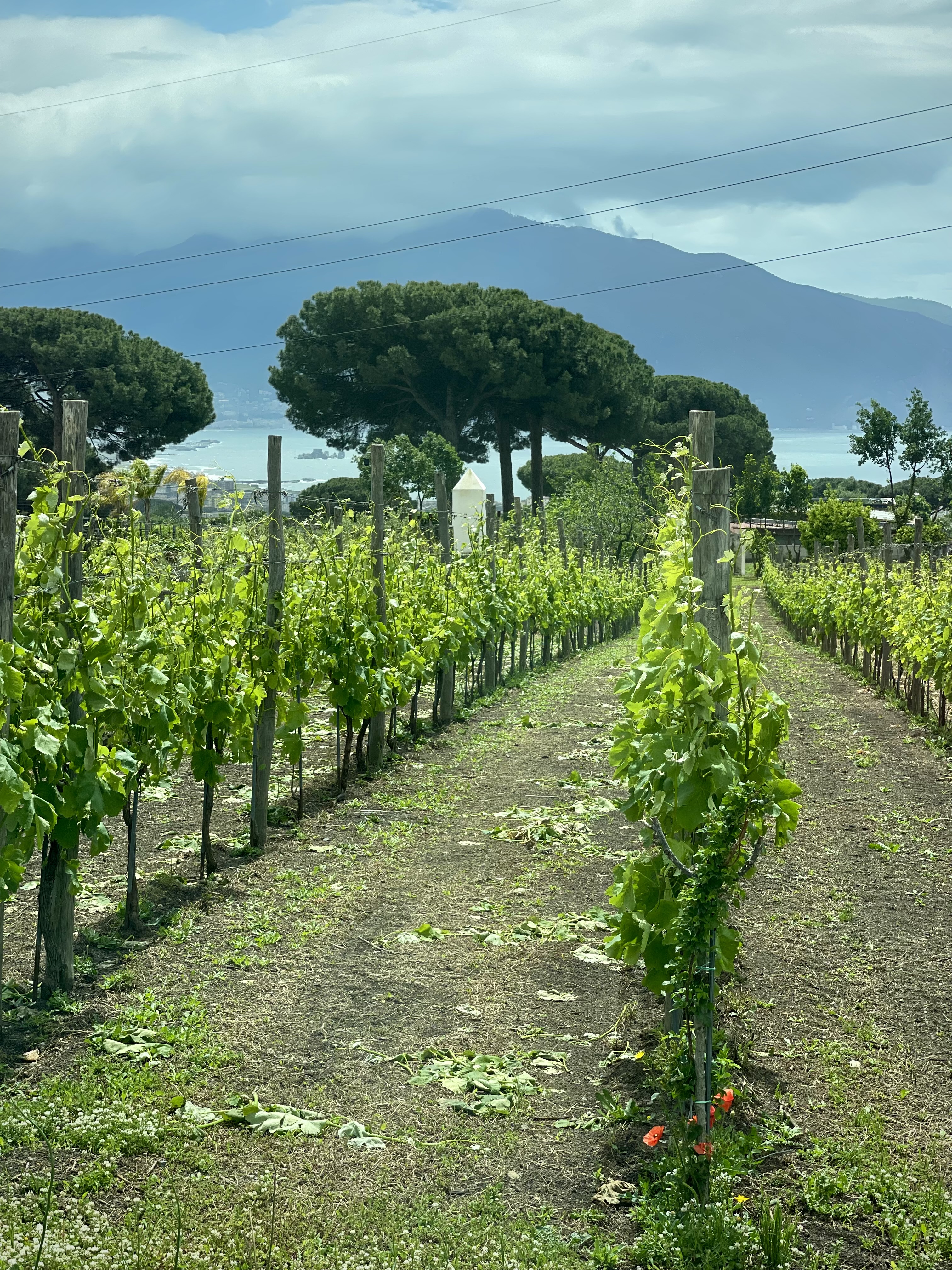Страна Лимония: Амальфитанское побережье и Неаполь (11/17)