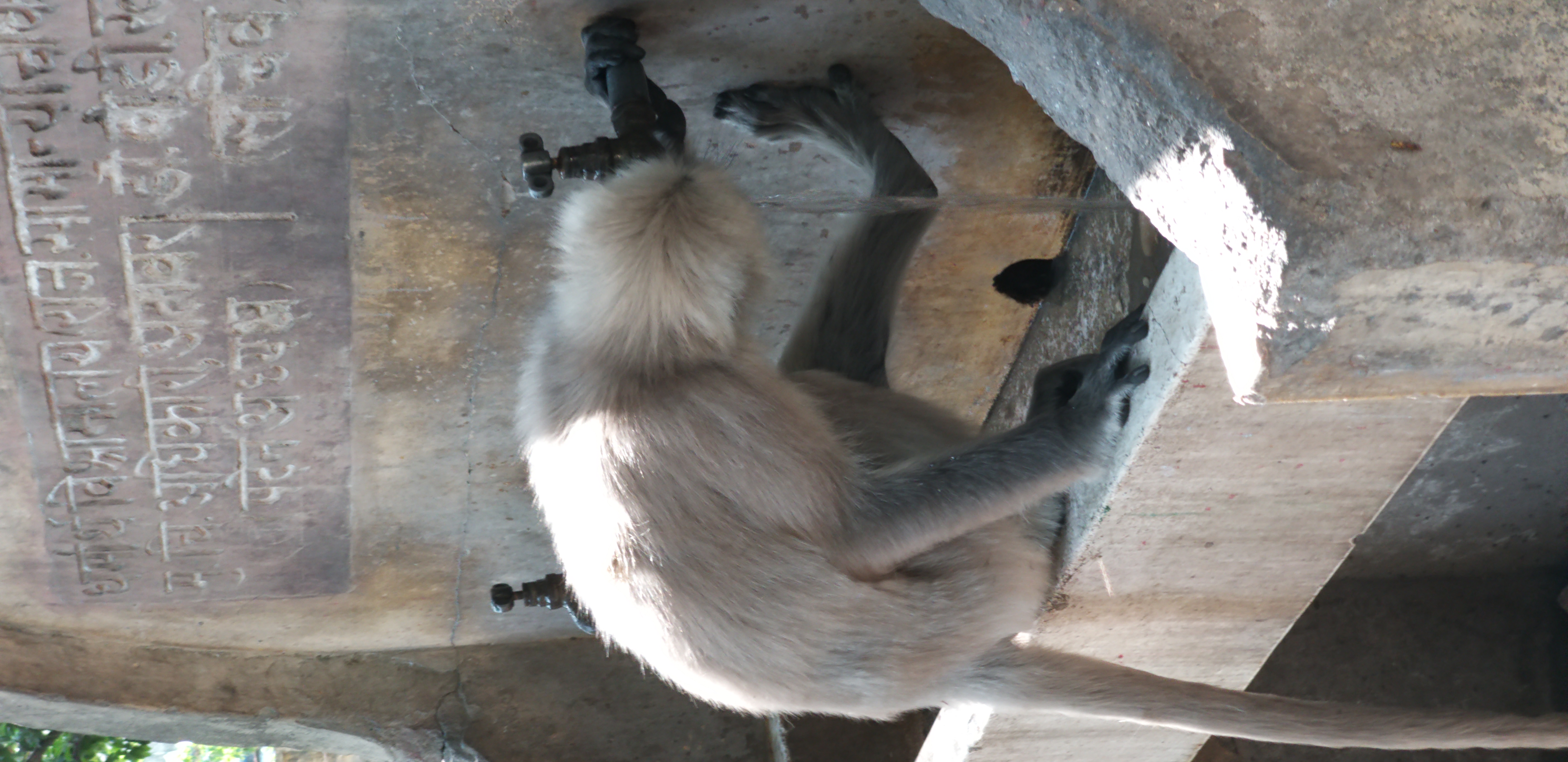 Духовный тур в Индию, Ришикеш. Семинар-Интенсив по Йоге и Медитации в Гималаях (24/58)