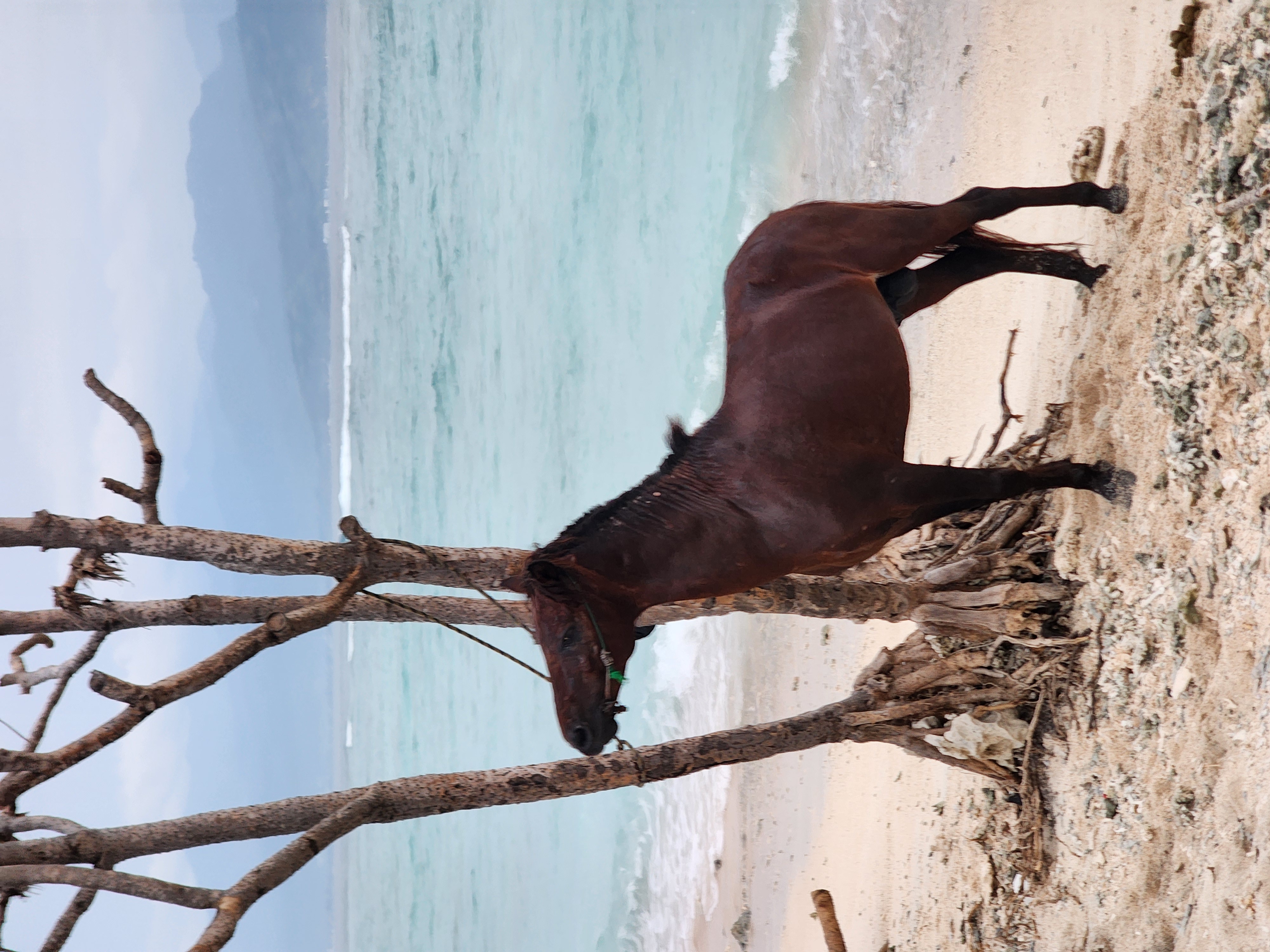 5 островов Индонезии (Бали, Нуса Пенида, Ява, Флорес, Комодо) 13 дней (26/122)