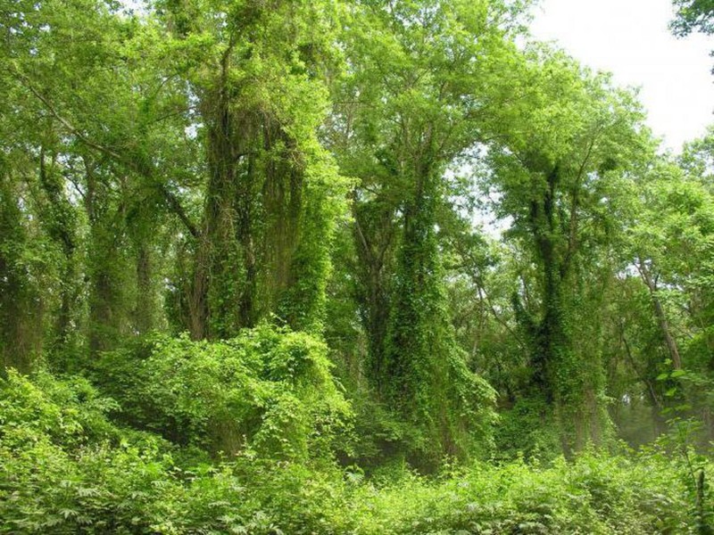 Самурский лес, Черный Песок и Купание