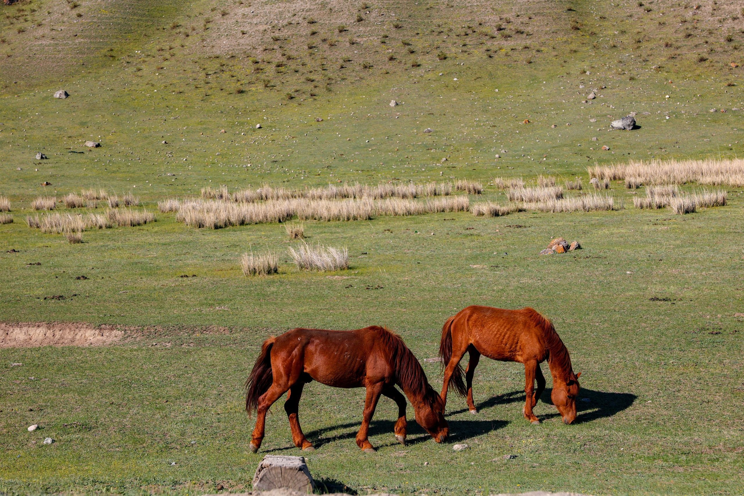 В кругосветку по Алтаю! 2026 Посмотри весь Алтай! (32/110)