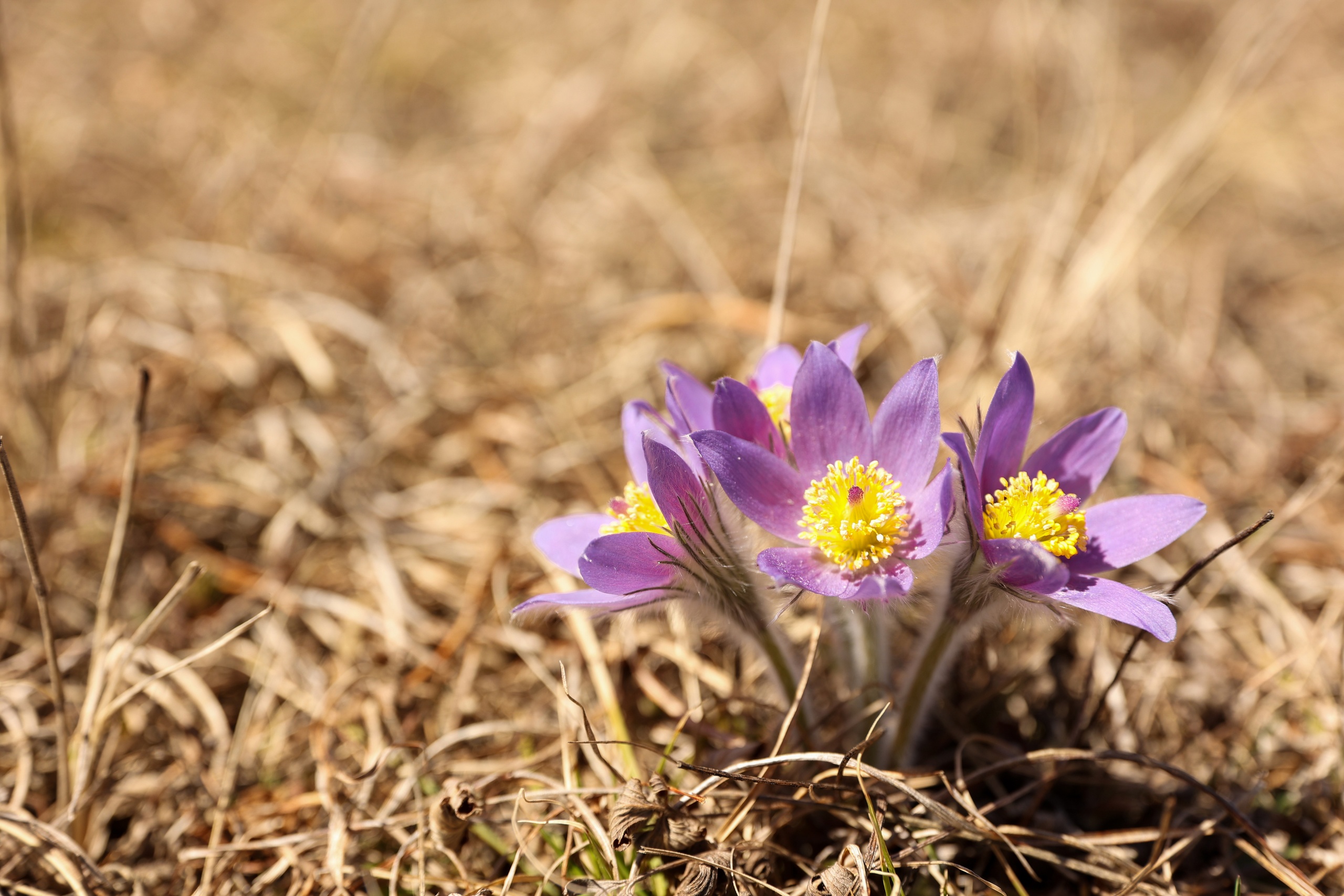 По Золотому кольцу Алтая 2026 - увидеть весь Алтай! (16/50)