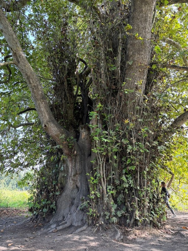 Самурский лес, Черный Песок и Купание (4/7)