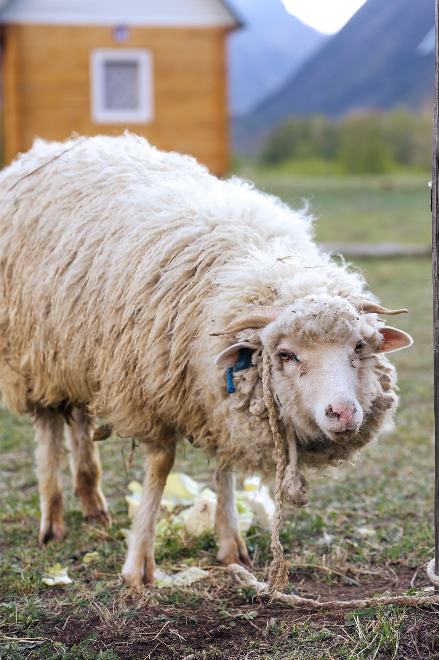 В кругосветку по Алтаю! 2026 Посмотри весь Алтай! (72/110)