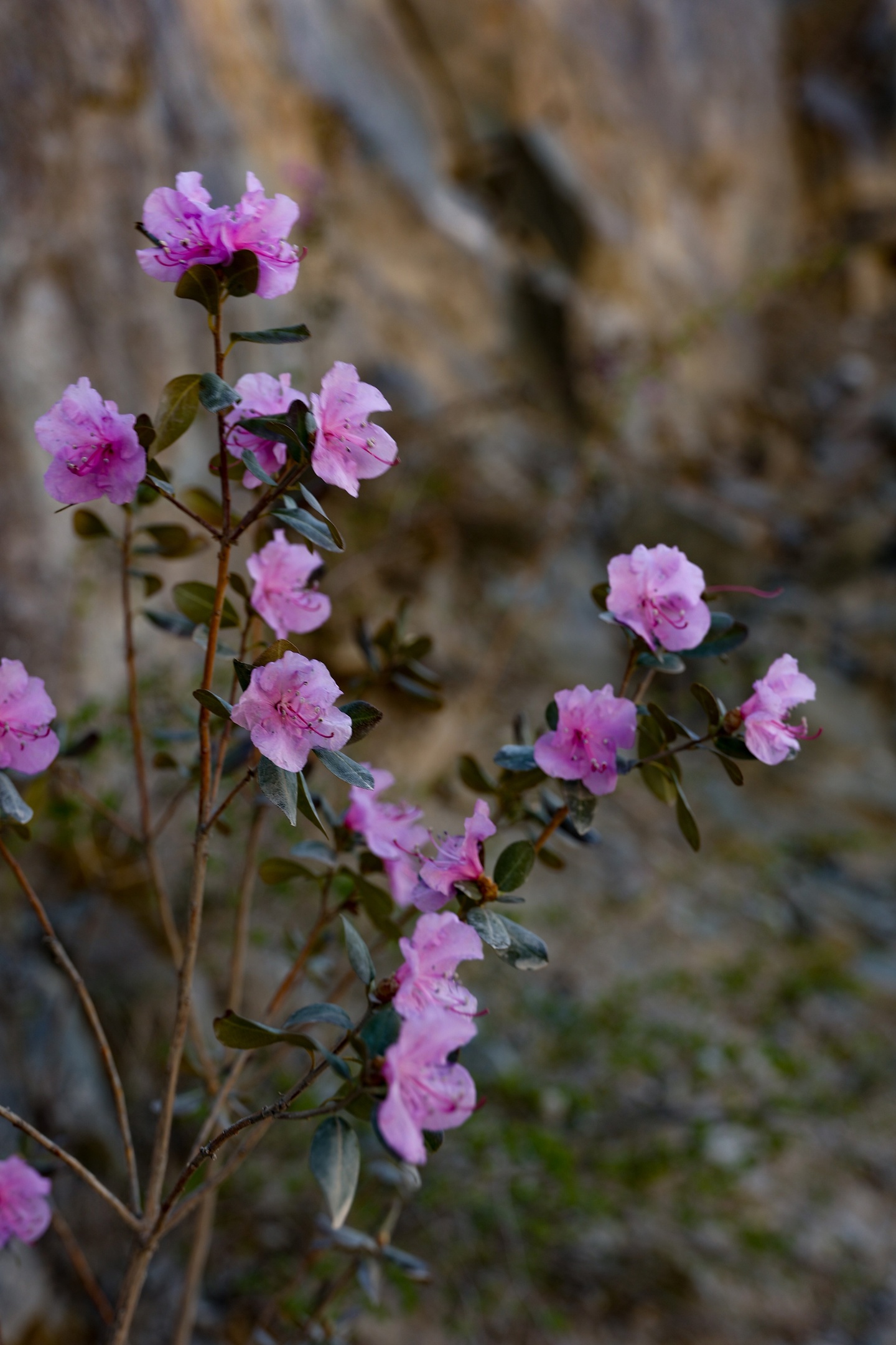 В кругосветку по Алтаю! 2026 Посмотри весь Алтай! (49/110)