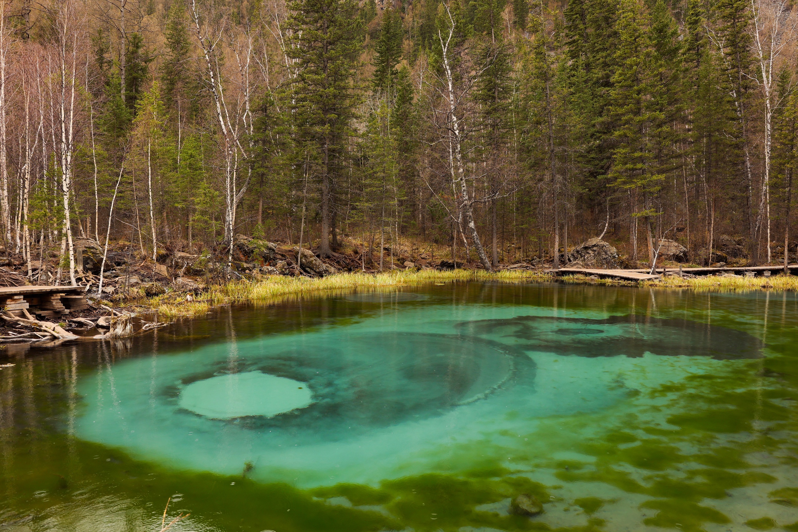 В кругосветку по Алтаю! 2026 Посмотри весь Алтай! (75/110)