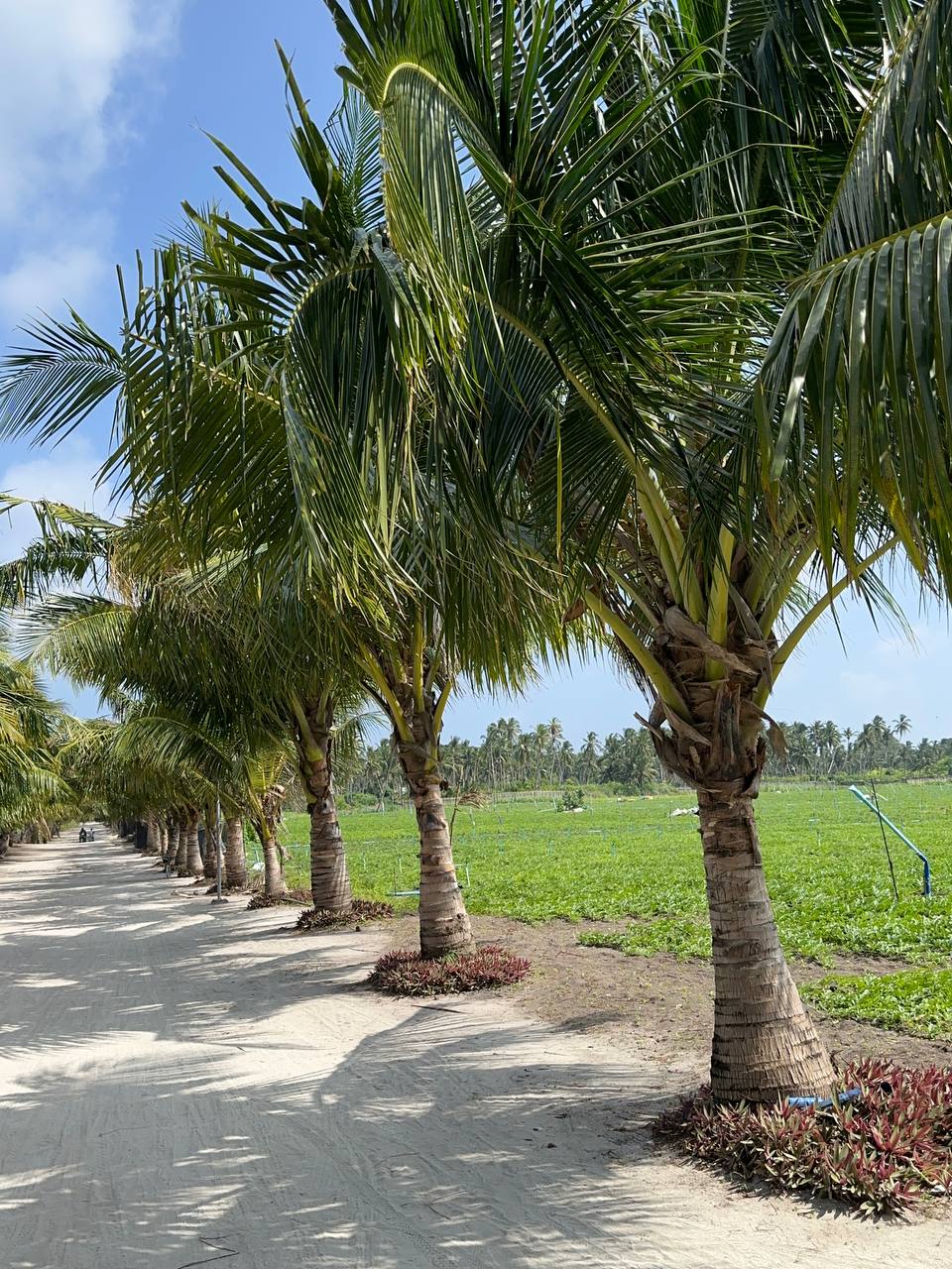 Магические Мальдивы (29/130)