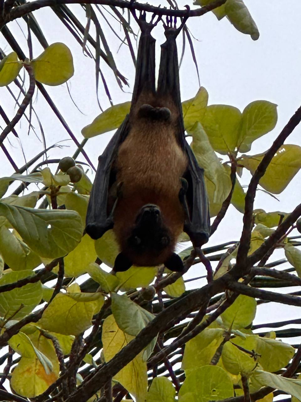 Магические Мальдивы (36/130)