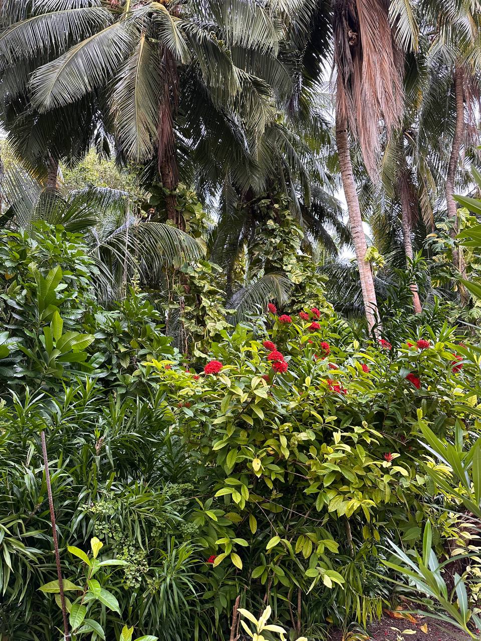 Магические Мальдивы (32/130)