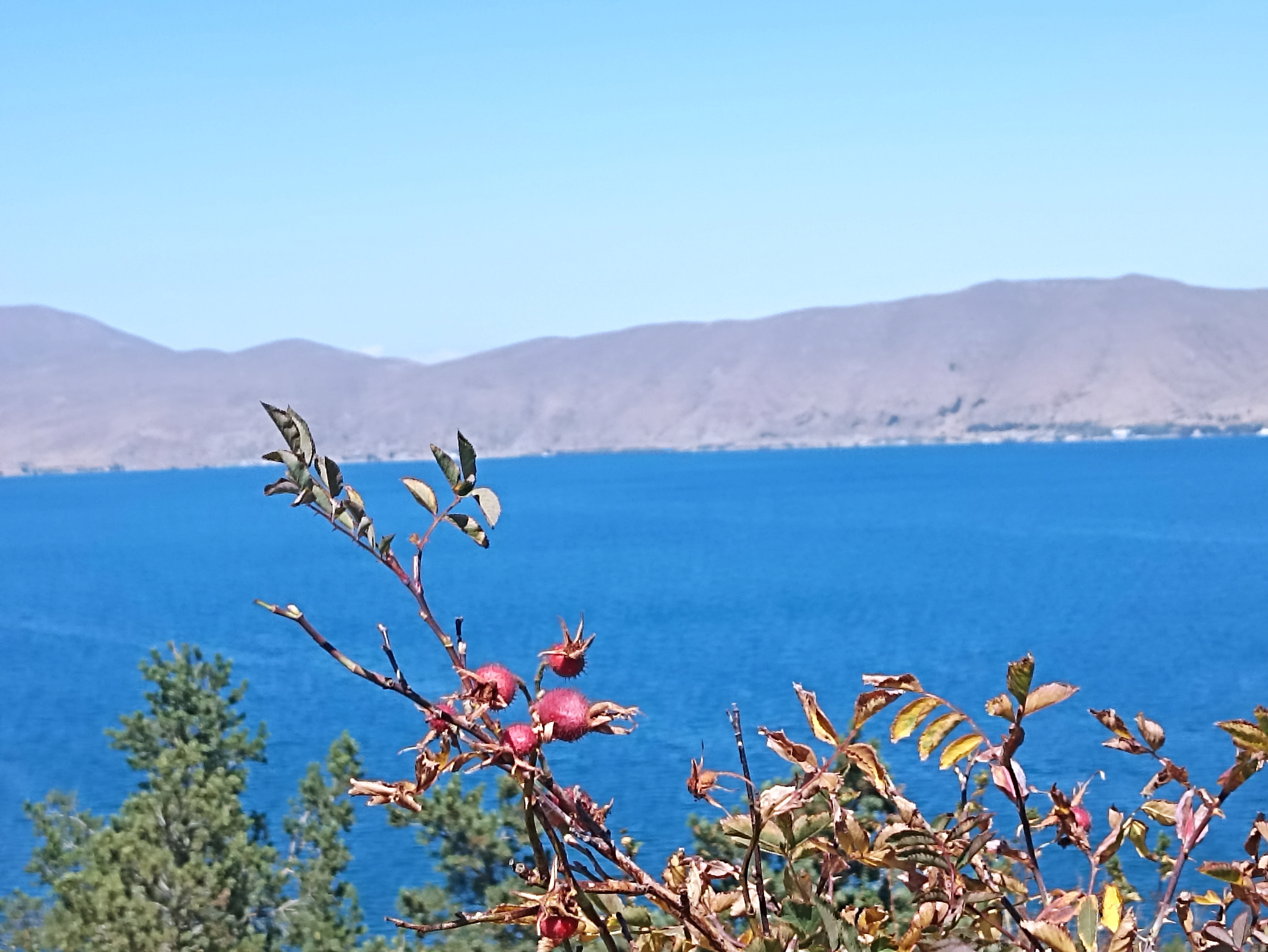 Севанская мозаика (2/8)