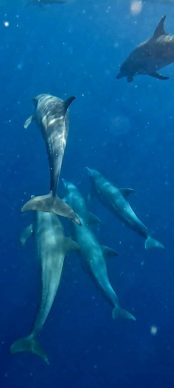 Магические Мальдивы (25/130)