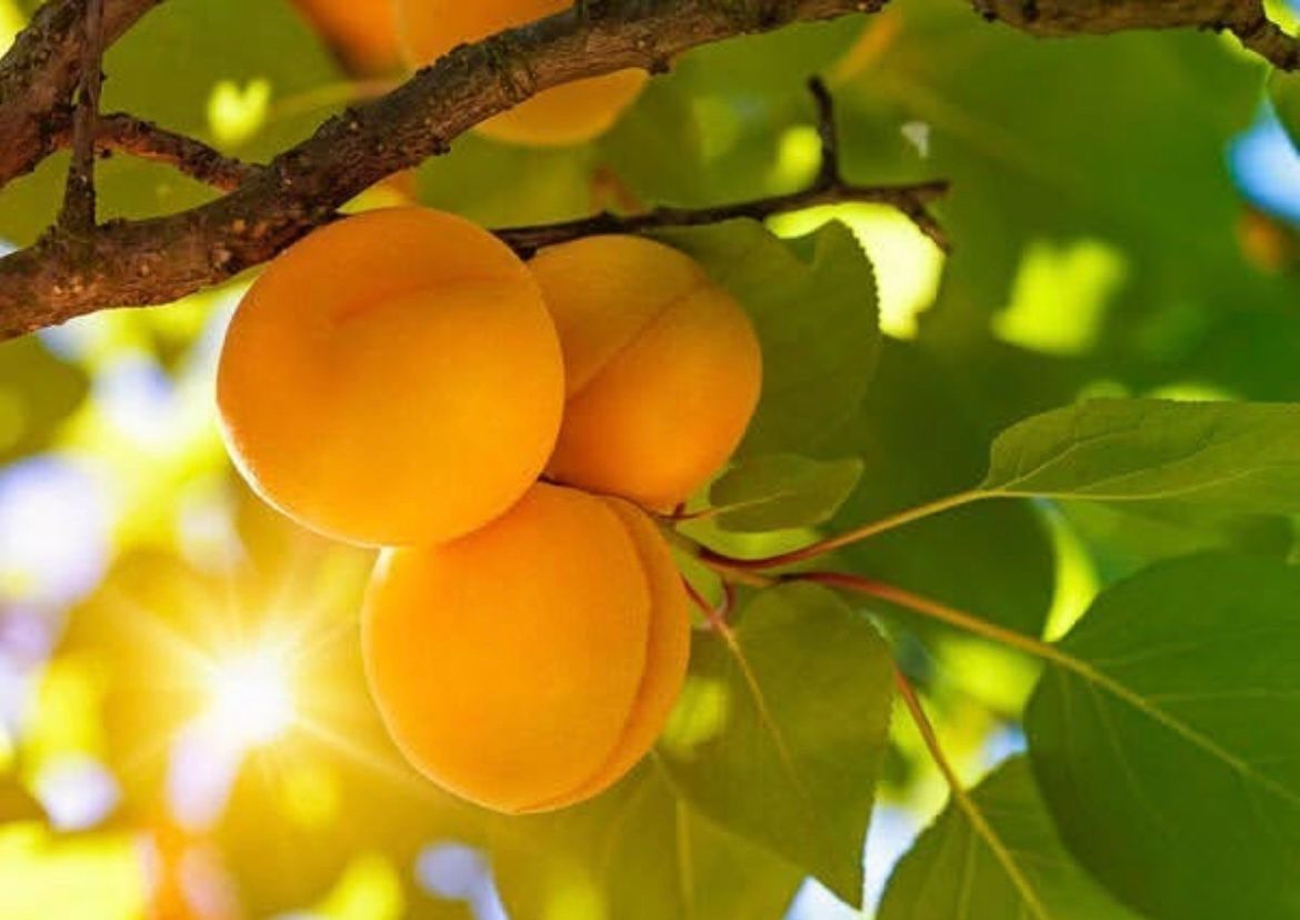 Выходные В Армении (4/9)