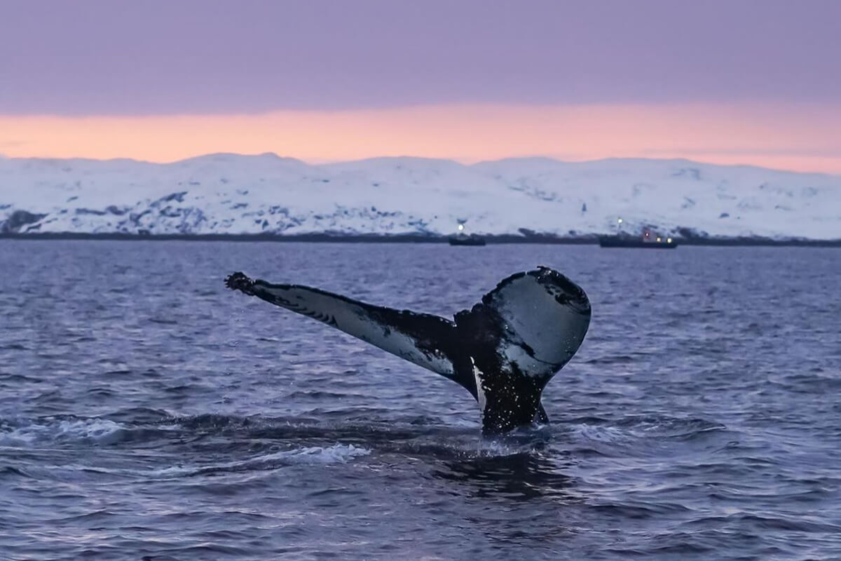 Териберка: киты на Баренцевом море (19/42)