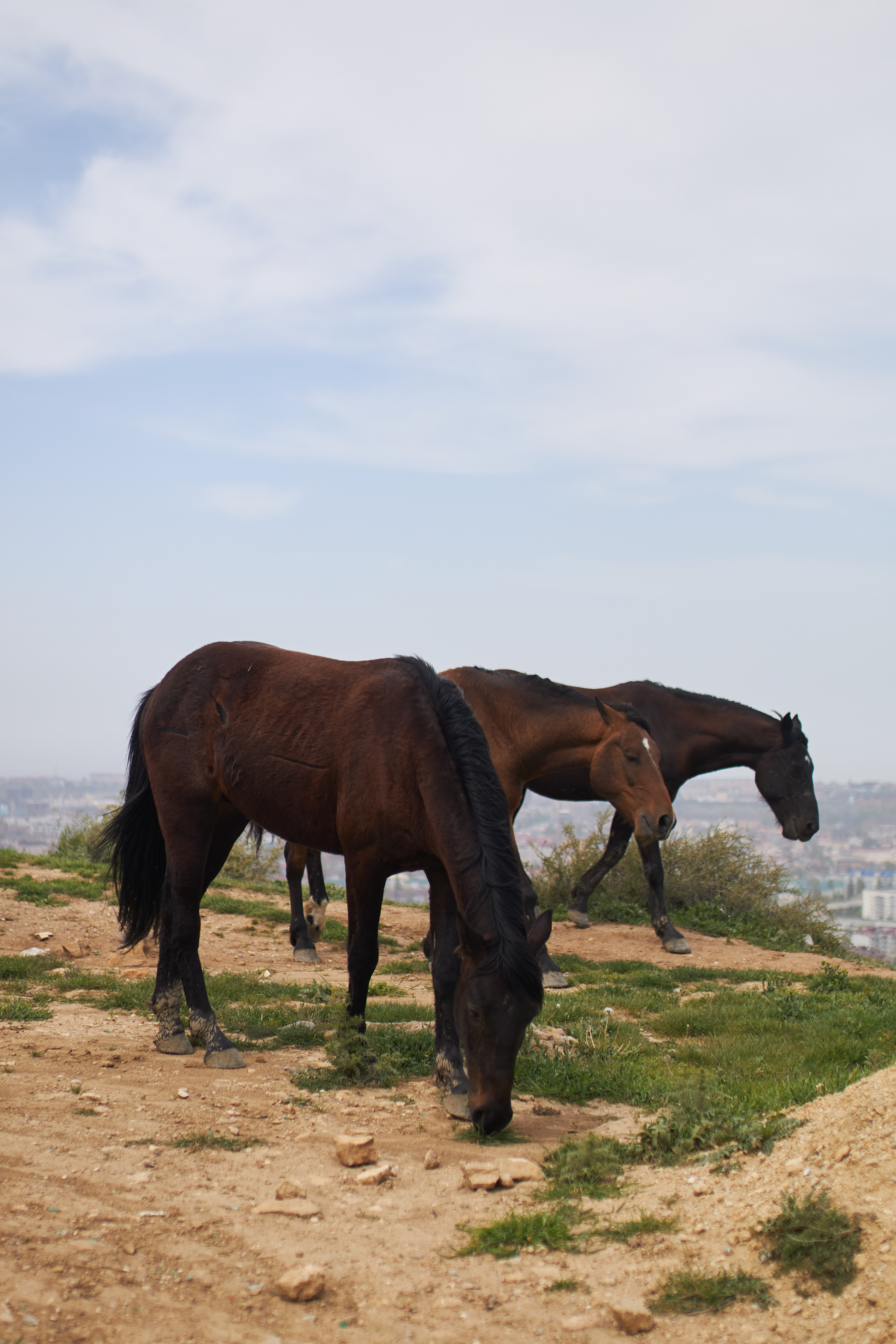Легенды Дагестана (8/19)