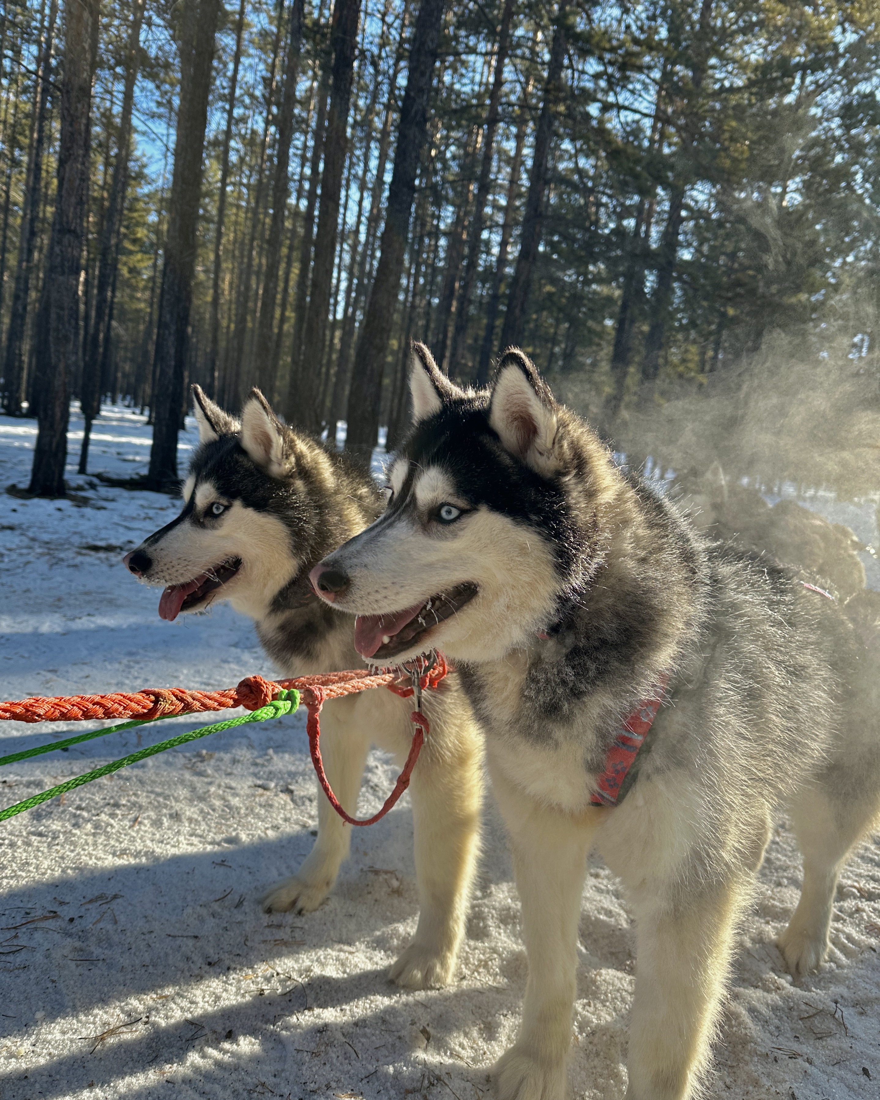Покатушки на багги и катания на собачьих упряжках