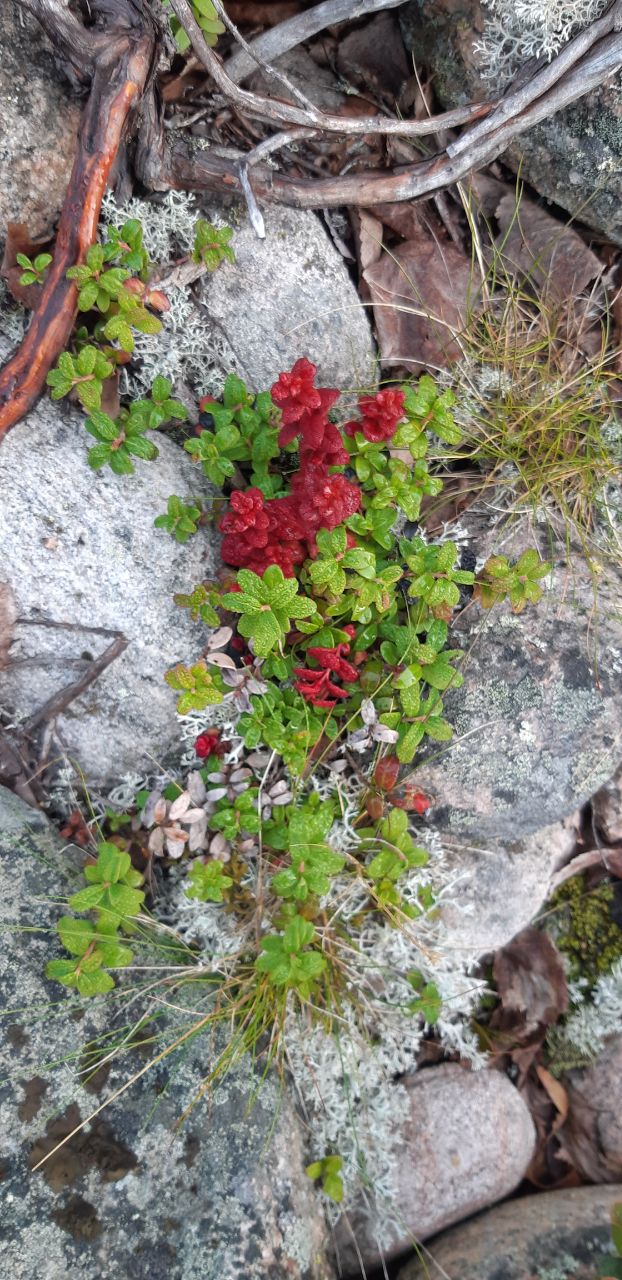 Тайны Белого моря. Архипелаг Кузова (5/39)