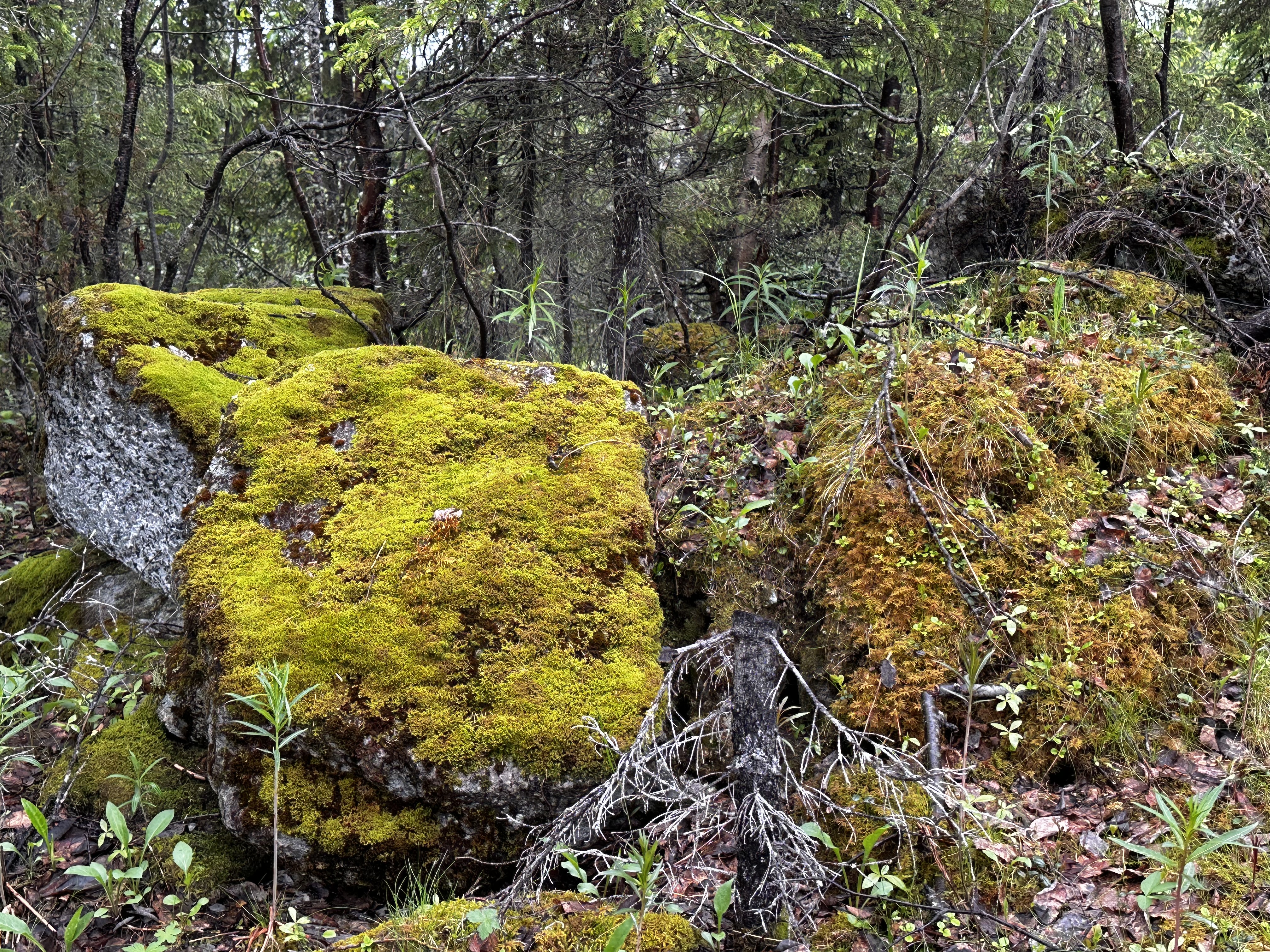 Хибины: однодневный джип-тур к подножью Куэльпорра (40/52)