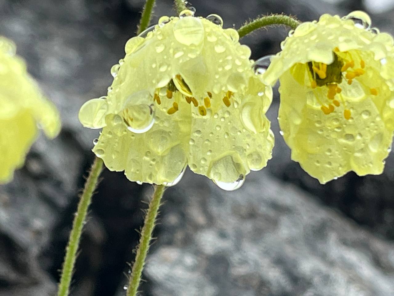 Хибины: однодневный джип-тур к подножью Куэльпорра (11/52)