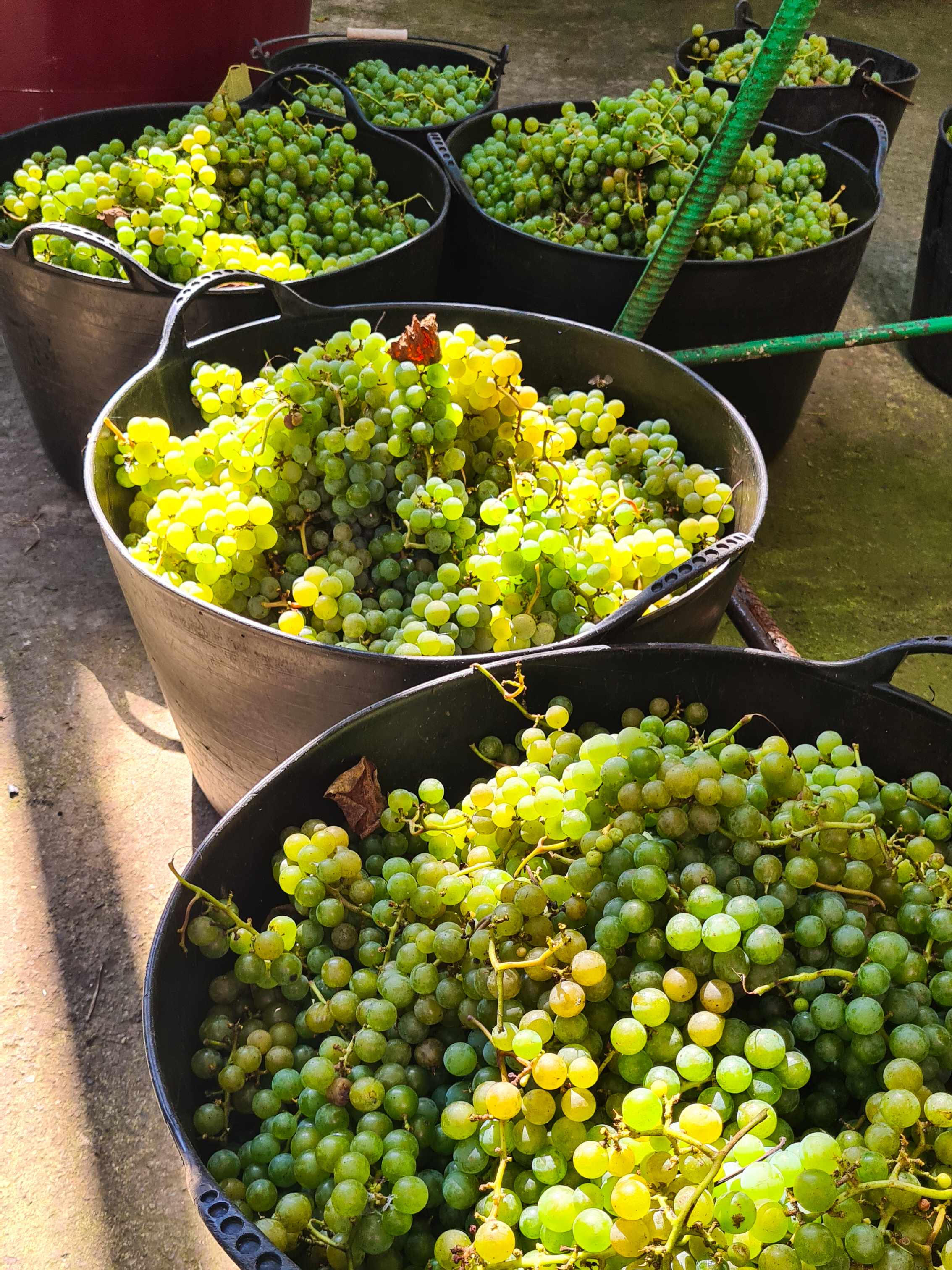 Солнечная Грузия! На море в Батуми + Тбилиси, Мартвили и Аджария! (38/58)