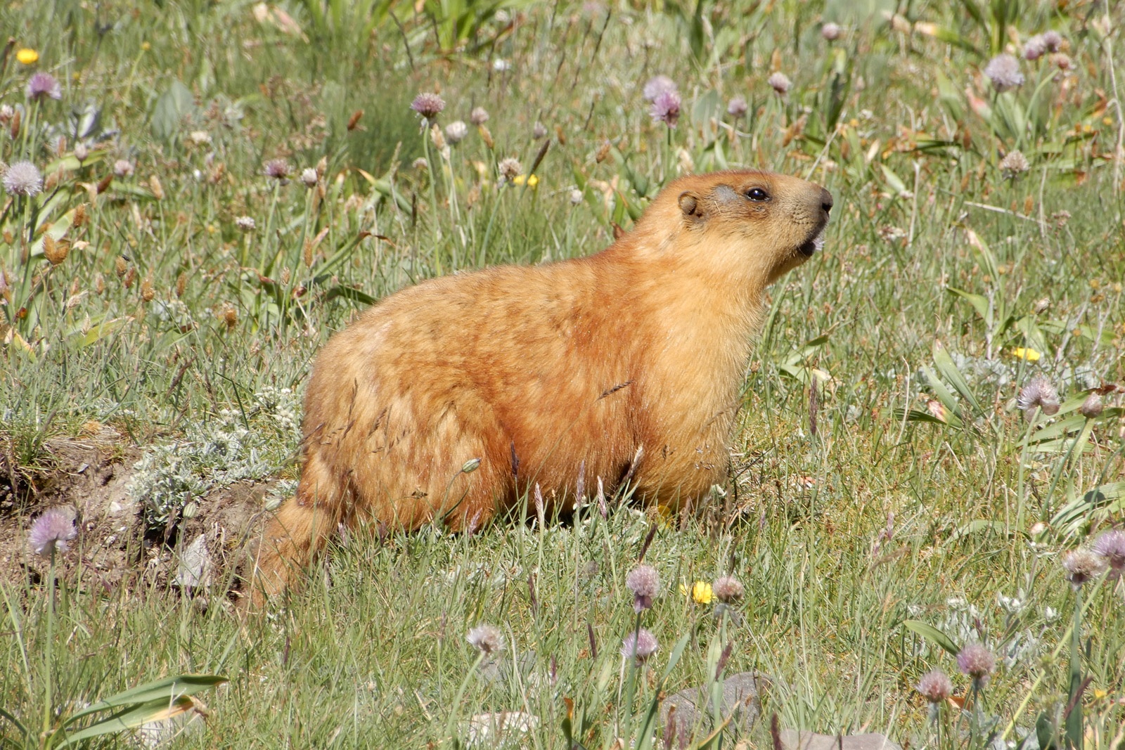 Памир и Узбекистан (опция 13 дней) (3/11)