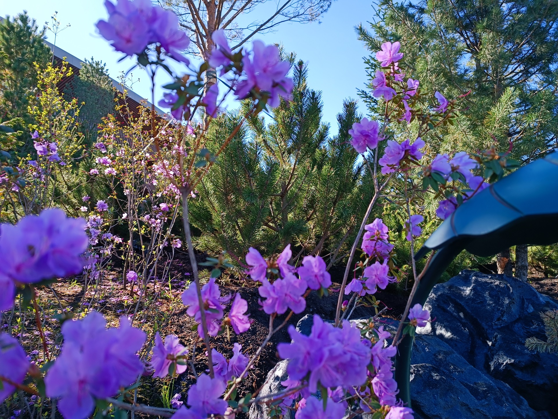 Весенний Алтай (2/15)