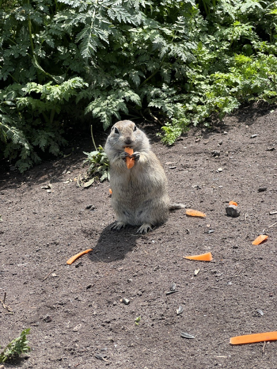 Джип-тур к сказочным водопадам в урочище Джилы-Су (5/13)