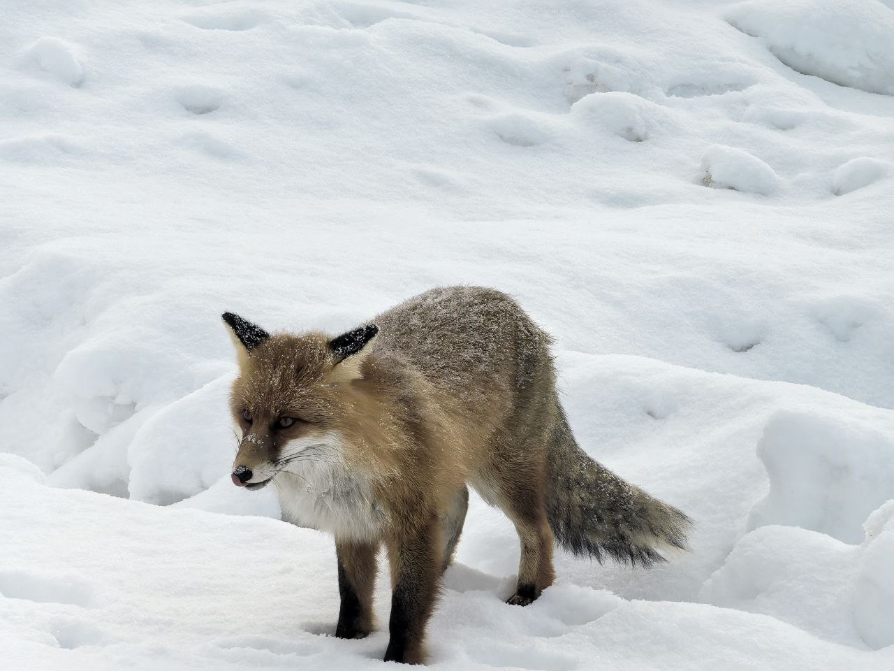 Большая экскурсия в Териберку