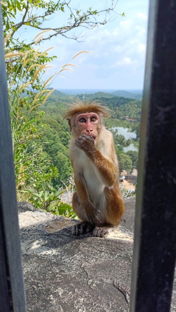 Шри-Ланка как в кино. Только ты в главной роли (26/68)