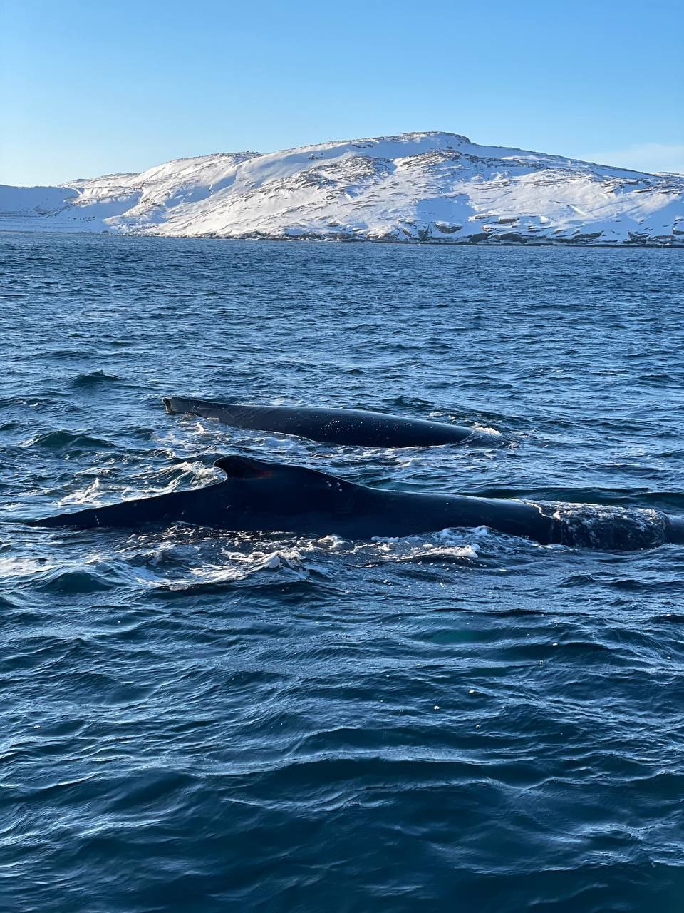 Тур к китам в Териберку