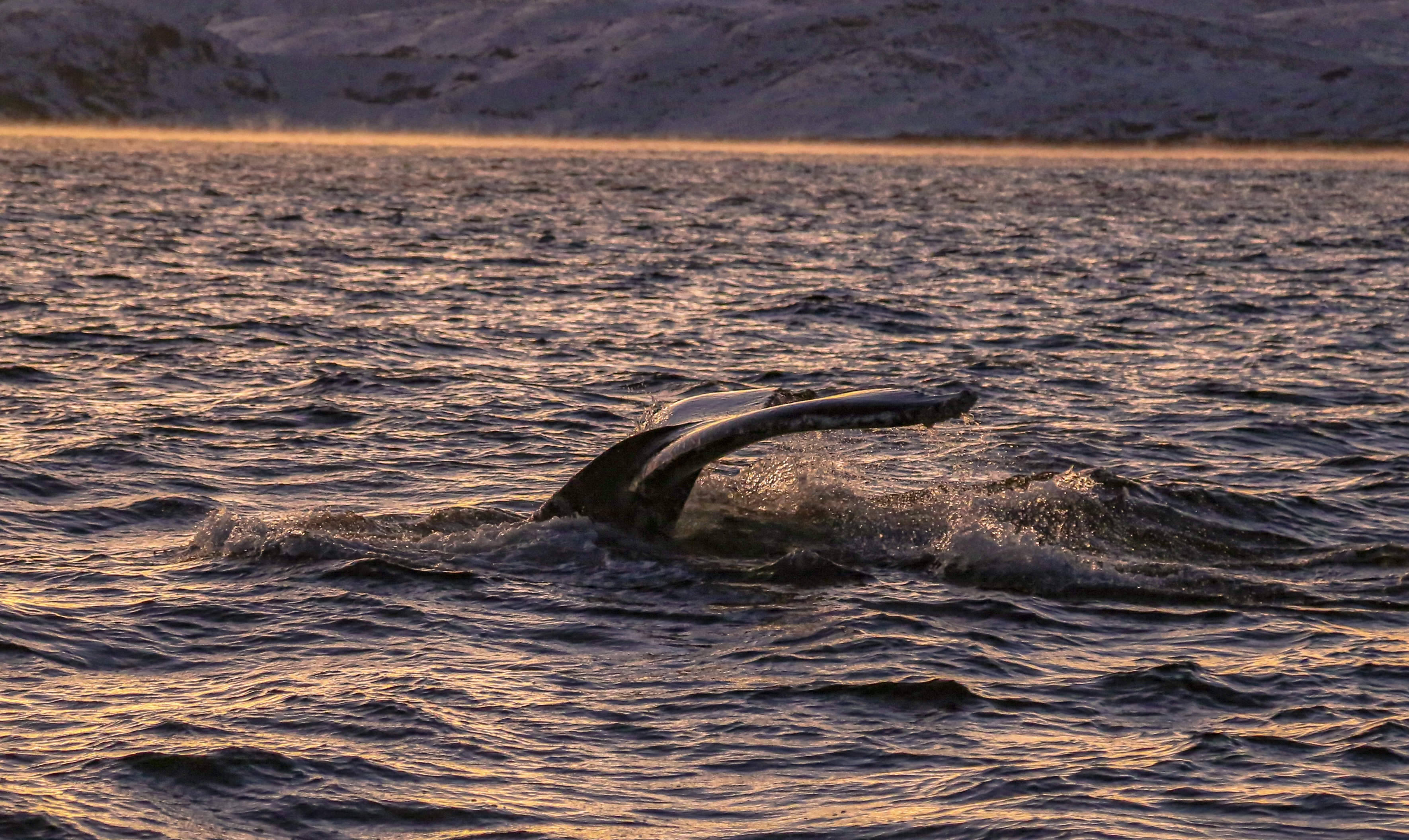 Тур к китам в Териберку (6/23)