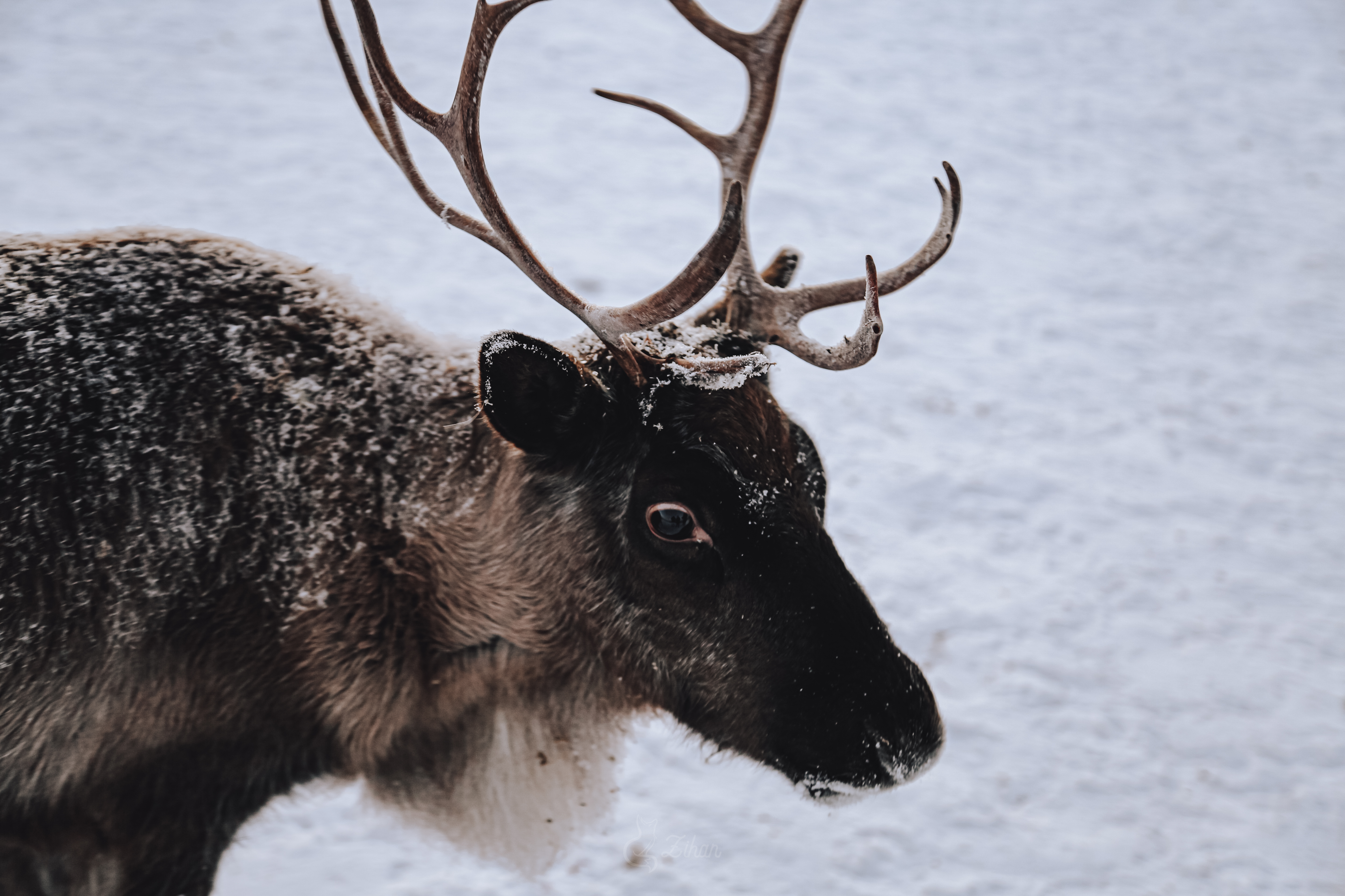 Тур к китам в Териберку (11/23)