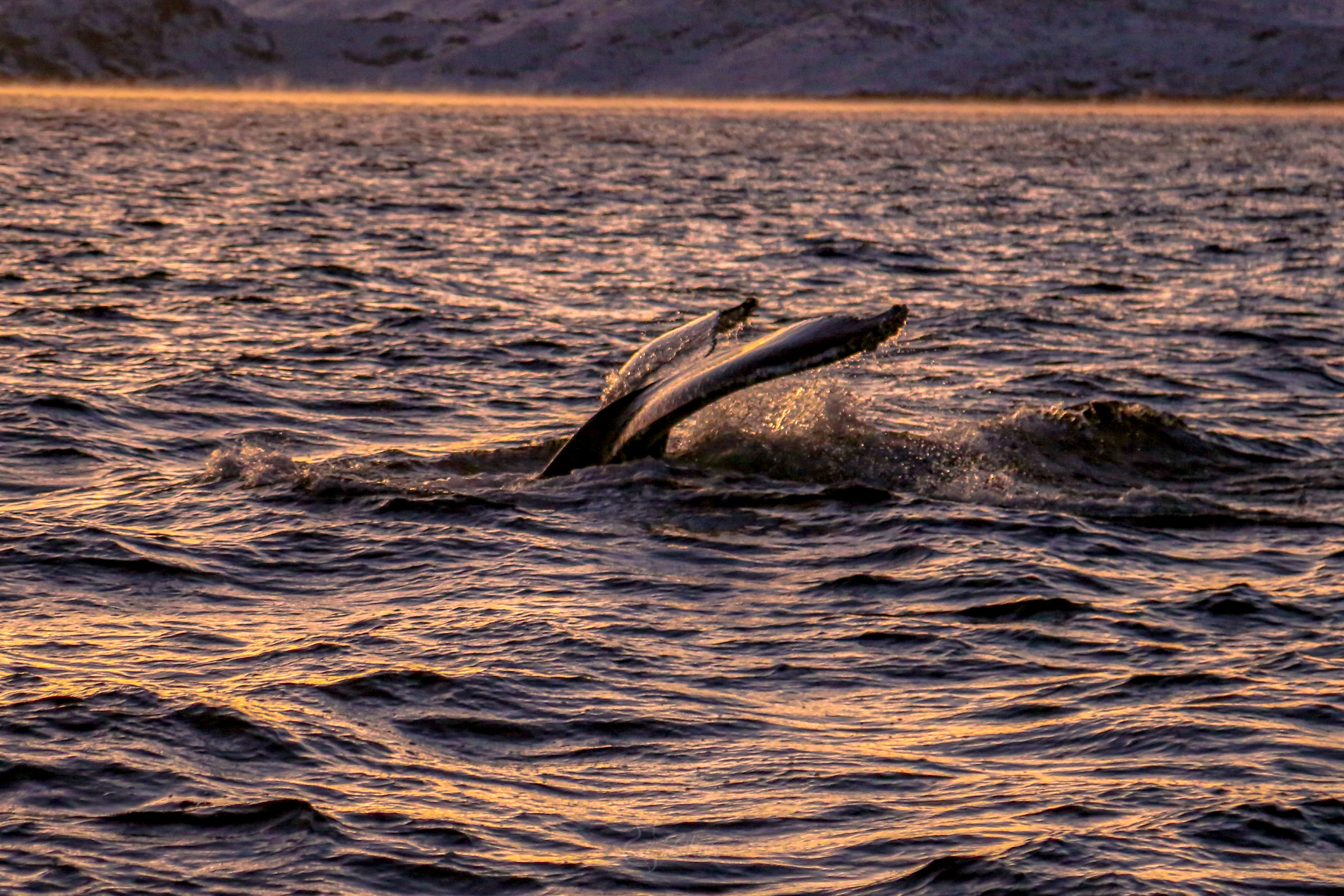 Тур к китам в Териберку (19/23)