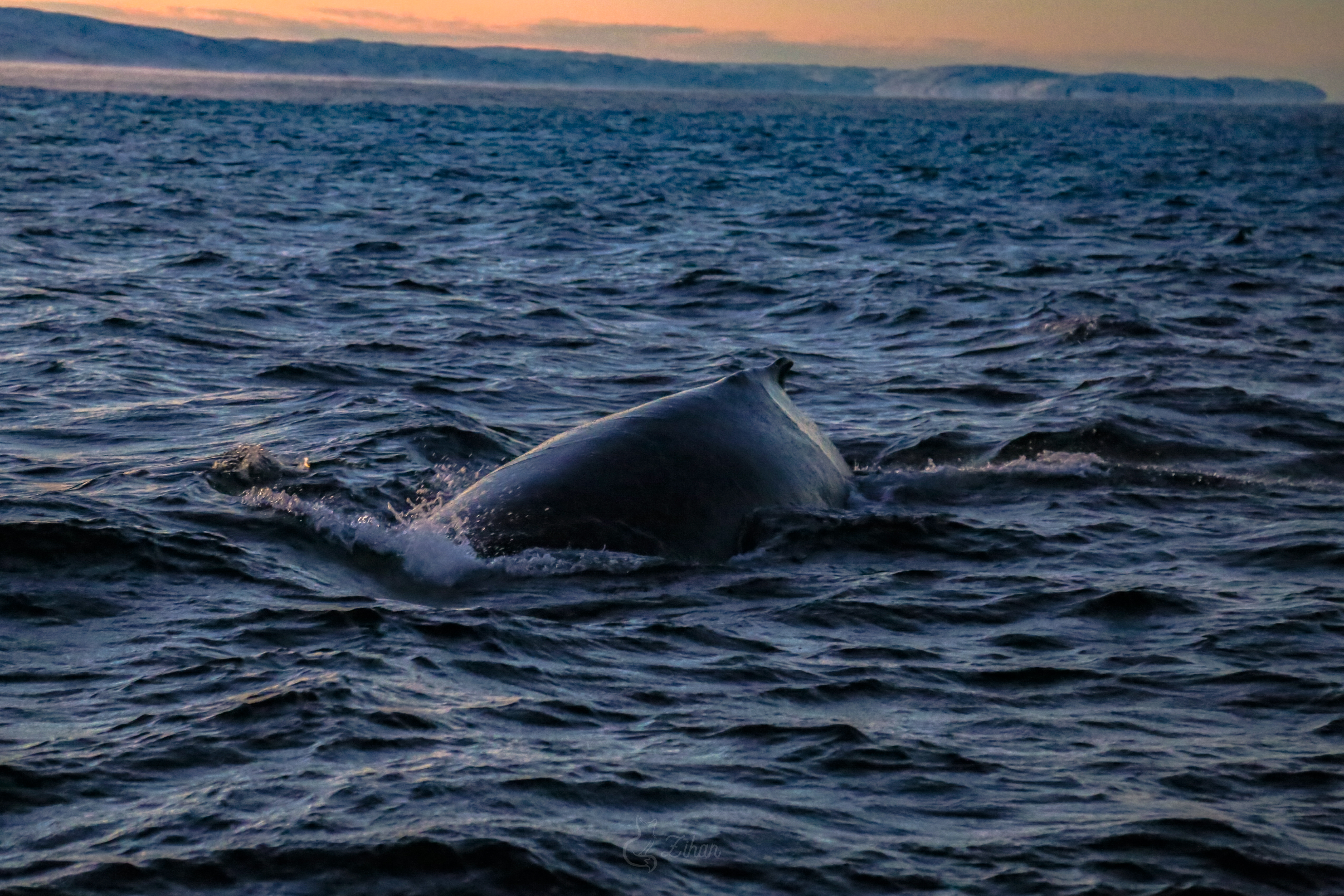 Тур к китам в Териберку (22/23)