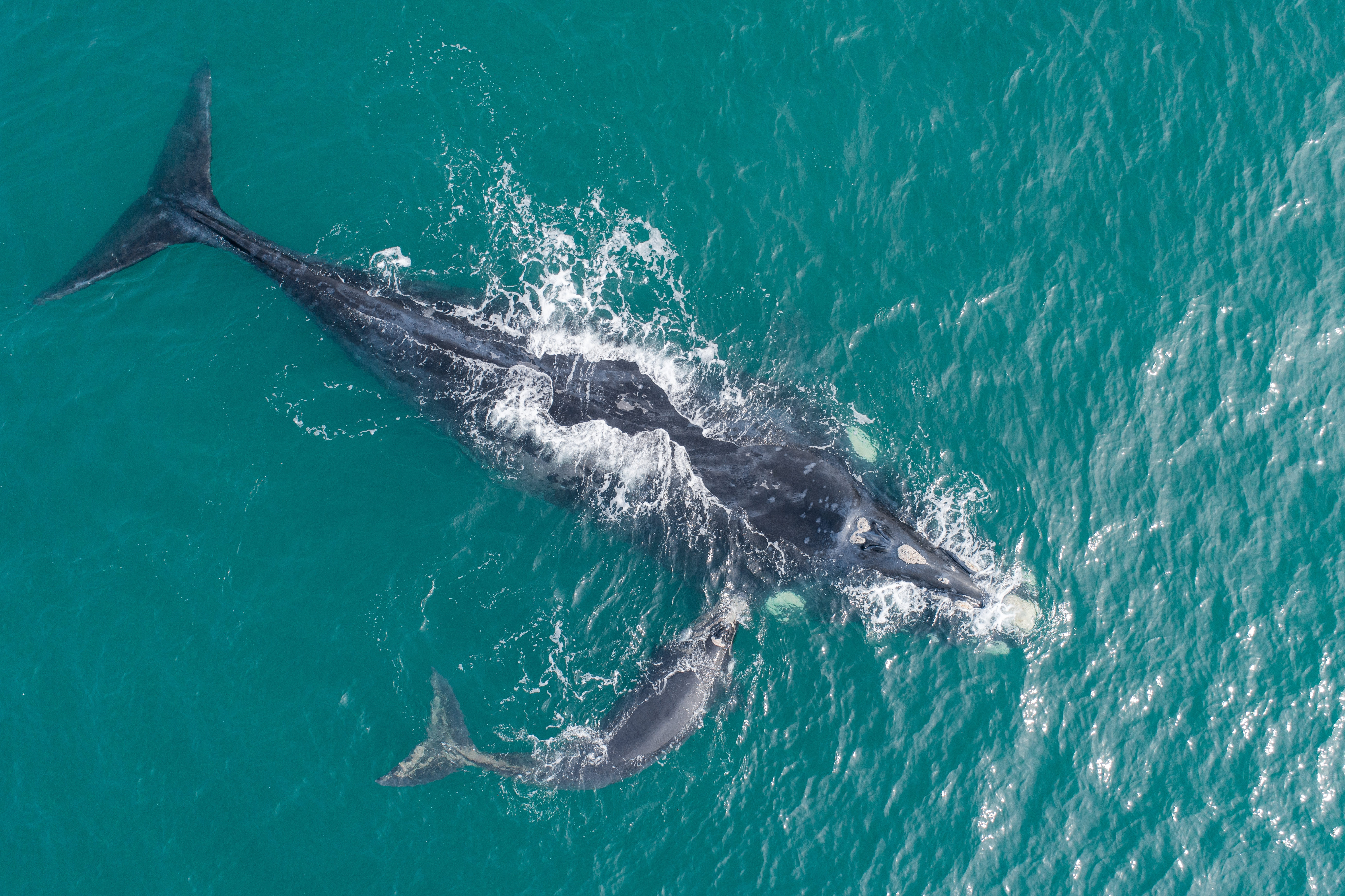 Юар путешествие на край Земли. Киты, океан, пингвины, край света (13/55)