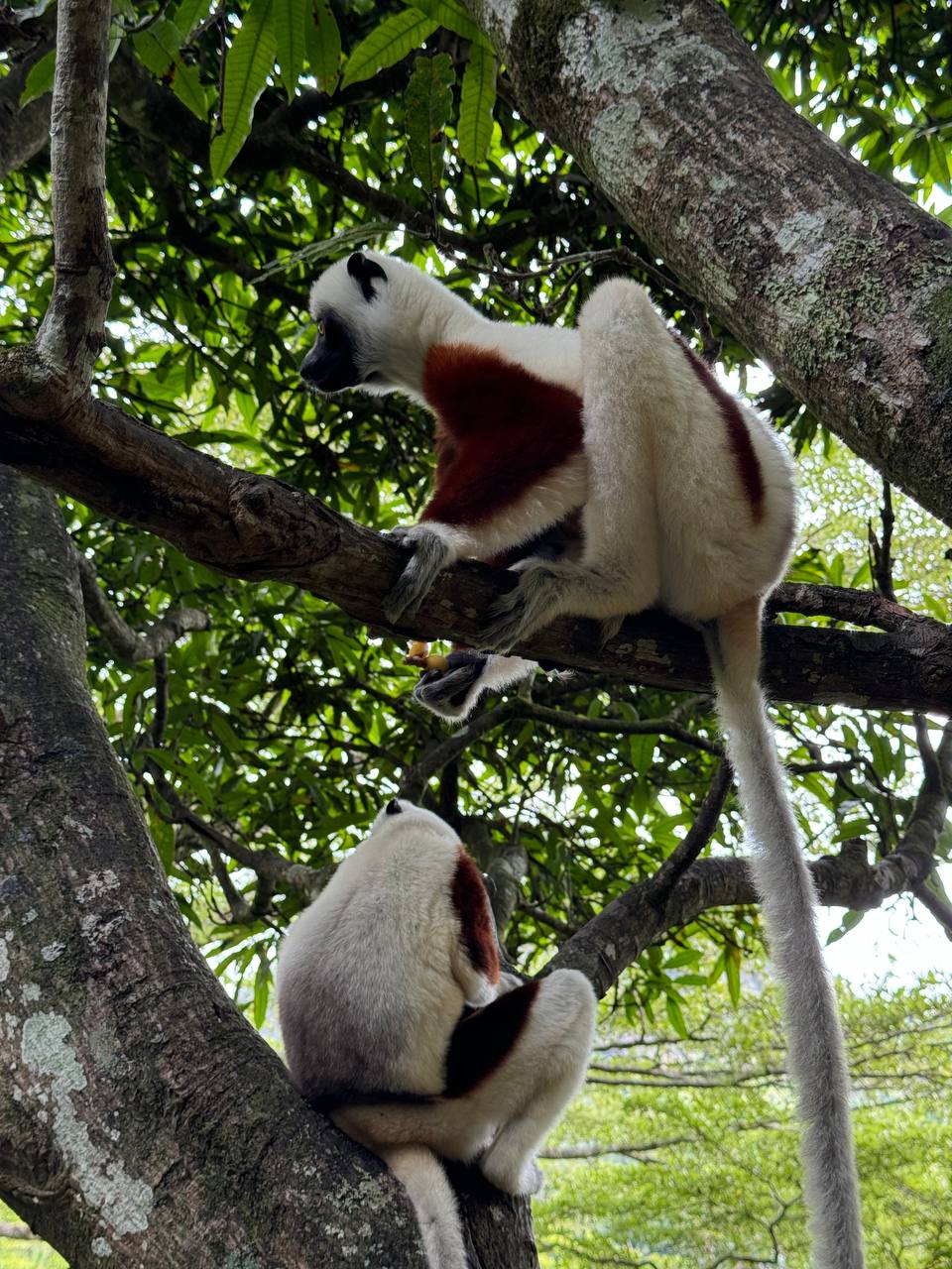 Лемуры Мадагаскара И Райский Остров Нуси-Бе (2/7)