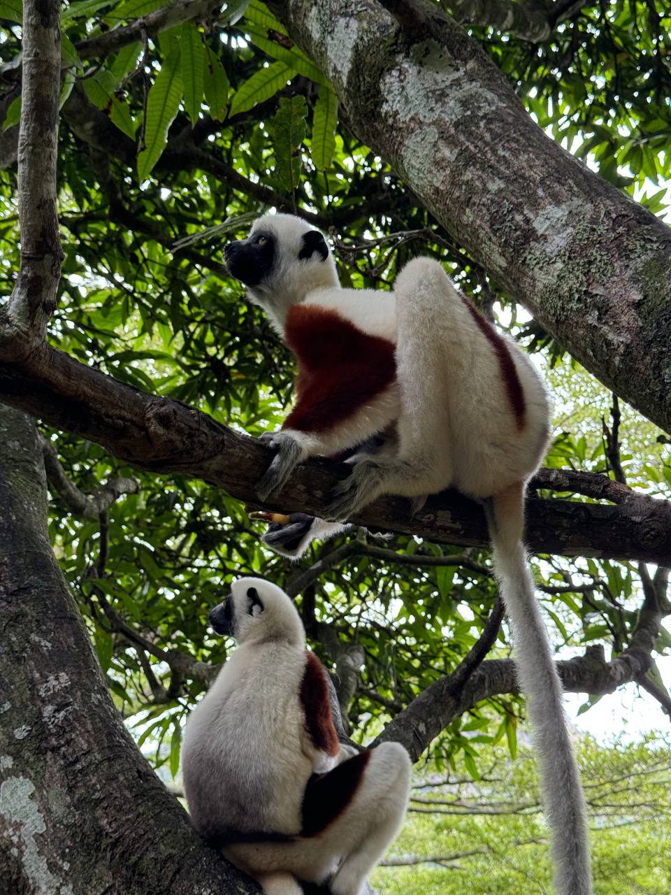11 дней Цинги Бемараха и национальный парк Андасибе (9/42)