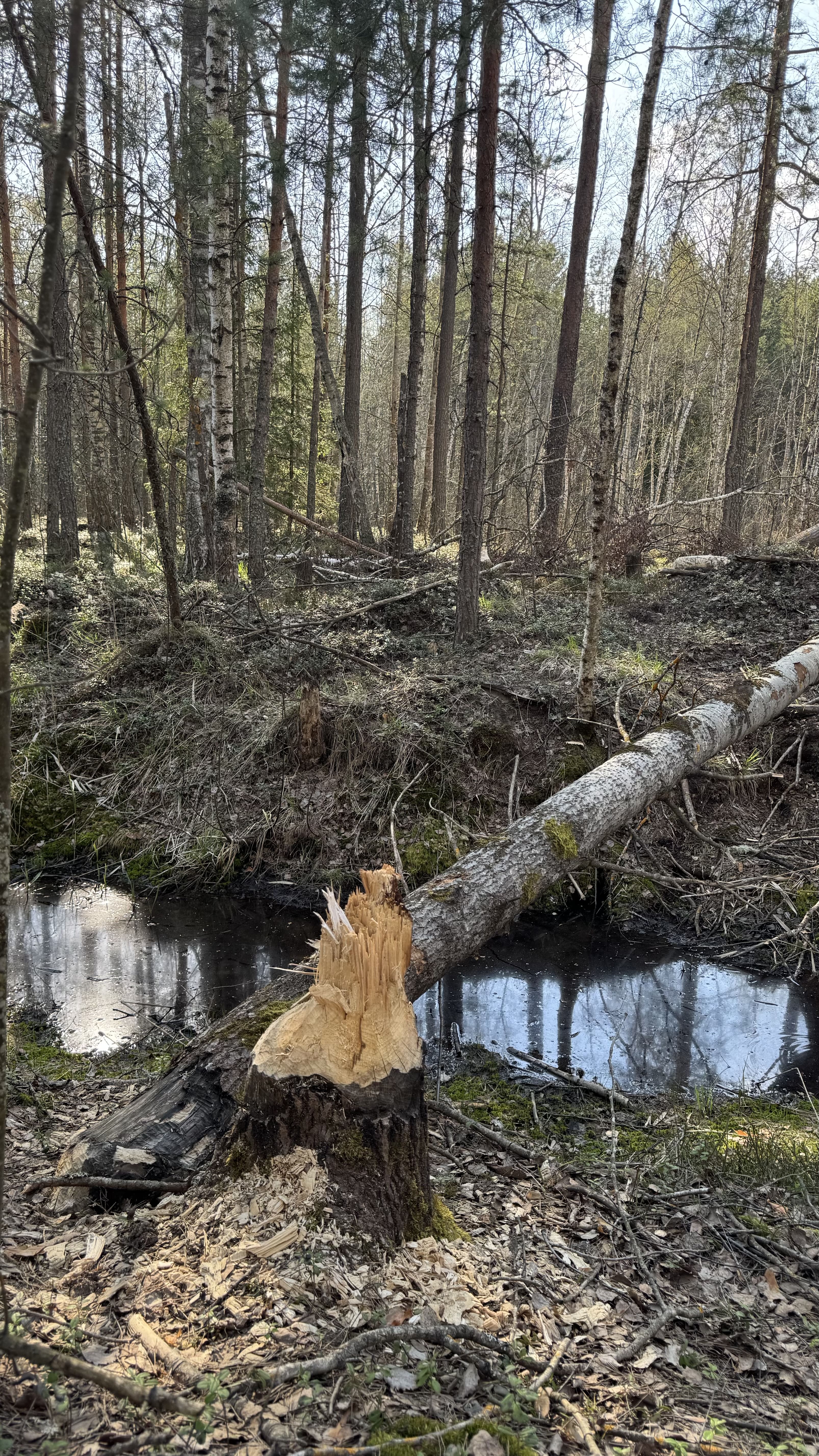 Заказник Цна и Змеиный камень с палатками, Московская область (14/29)